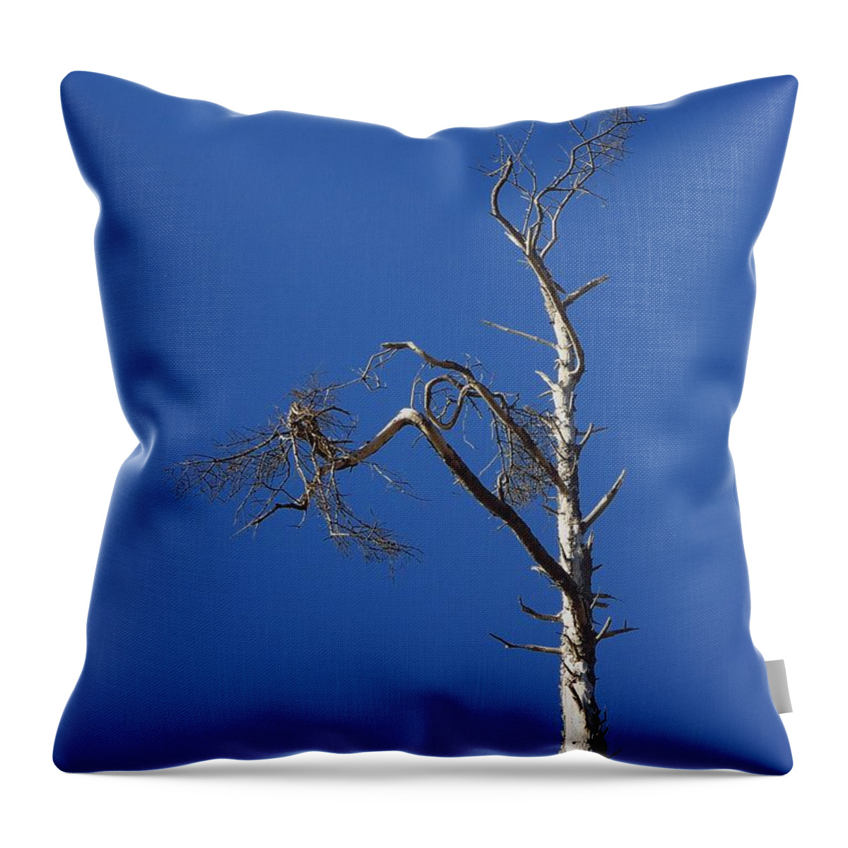 Weathered Tree Throw Pillow featuring the photograph Wind Warrior by Julie Rauscher