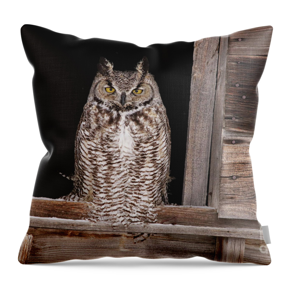 Owl Throw Pillow featuring the photograph Window Sitting by Alyce Taylor