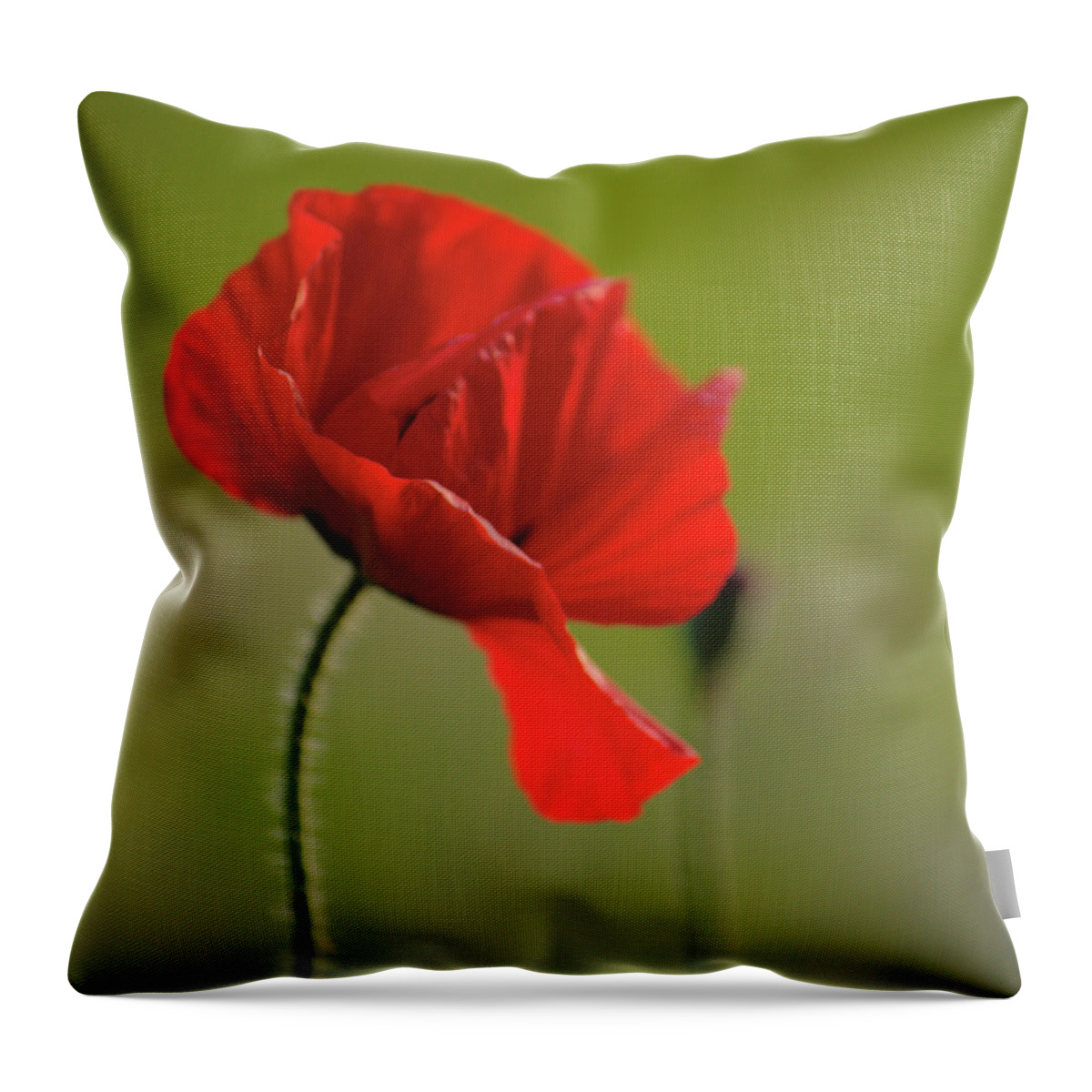 Windswept Throw Pillow featuring the photograph Windswept Poppy by Adrian Wale