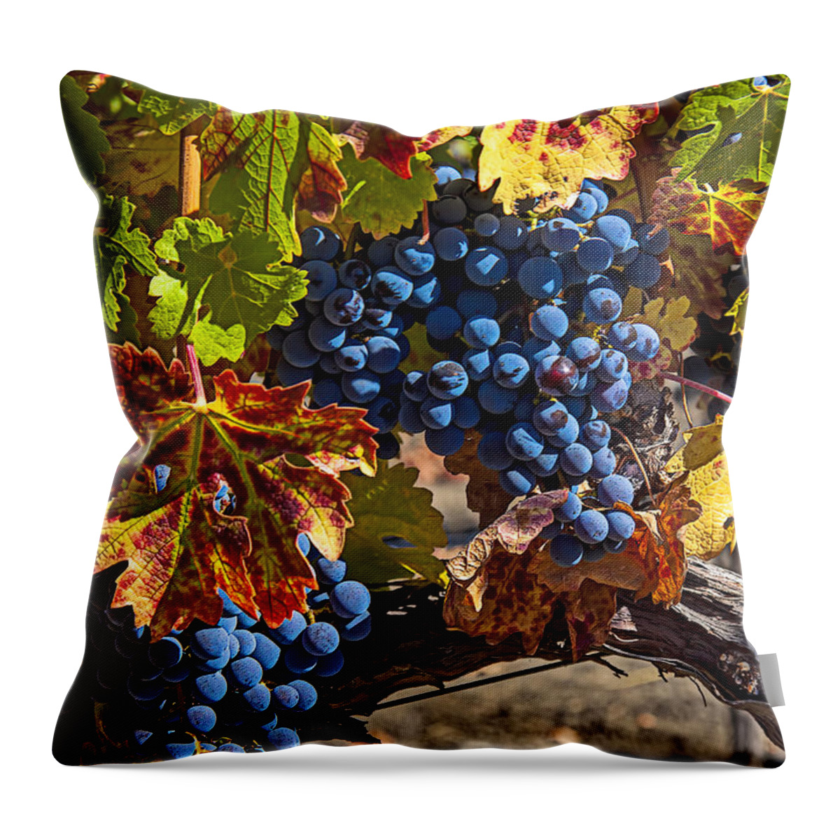 Grapes Throw Pillow featuring the photograph Wine grapes Napa Valley by Garry Gay