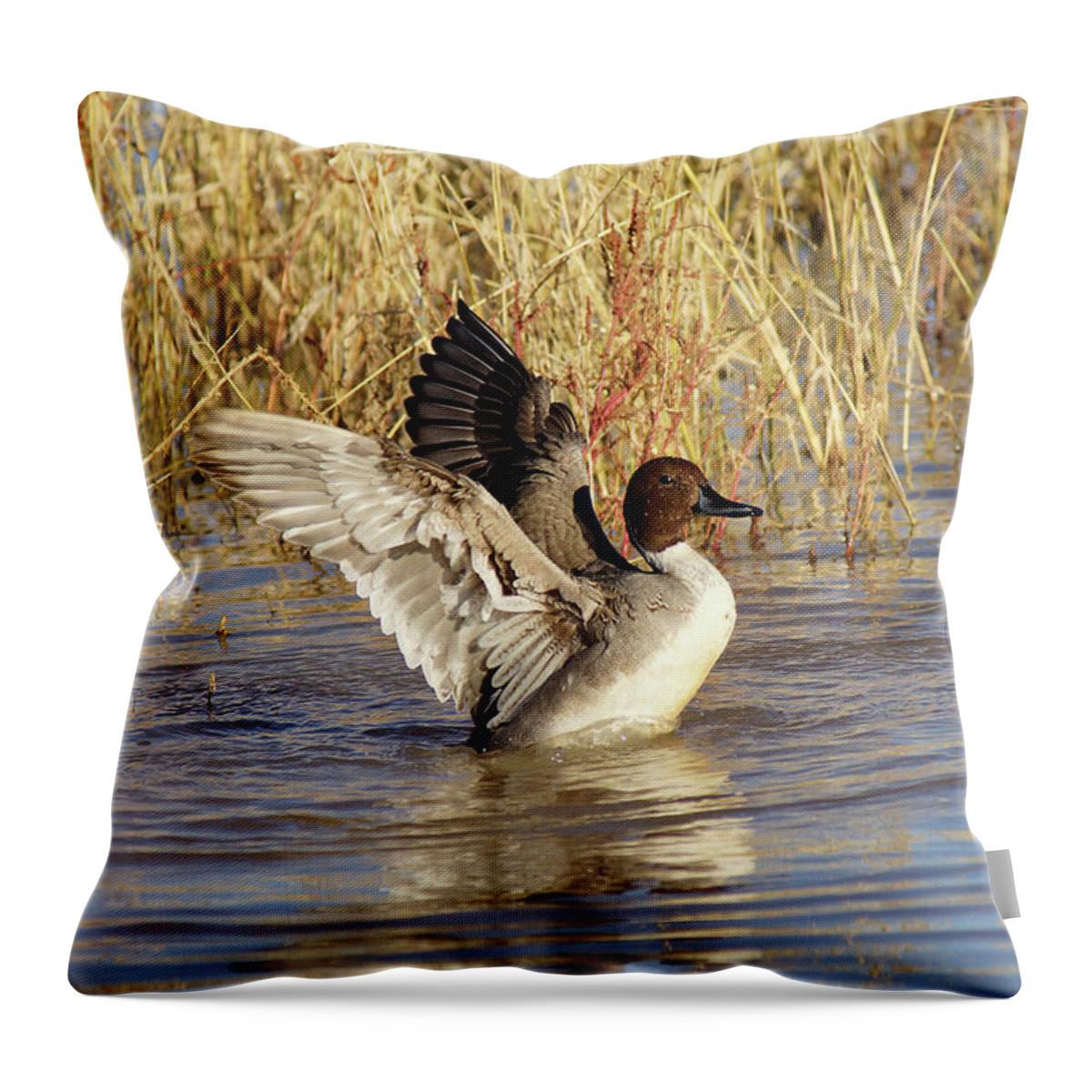 Northern Pintail Throw Pillow featuring the photograph Winged Exuberance by Leda Robertson