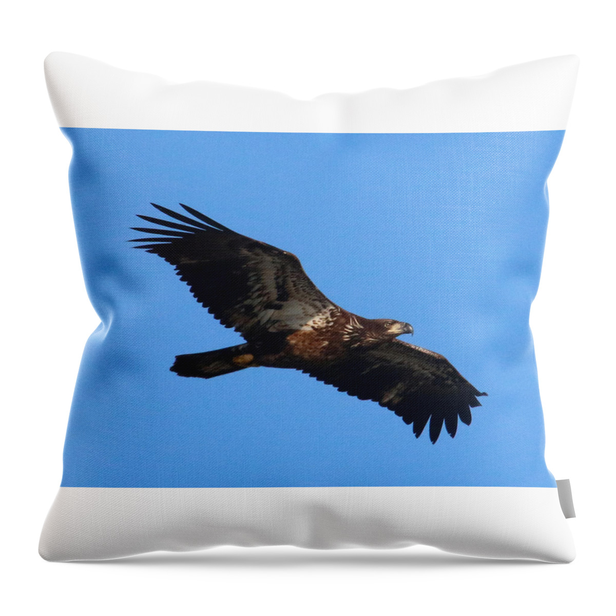 Bald Eagle Throw Pillow featuring the photograph Wings of Eagles by Karen Lindquist