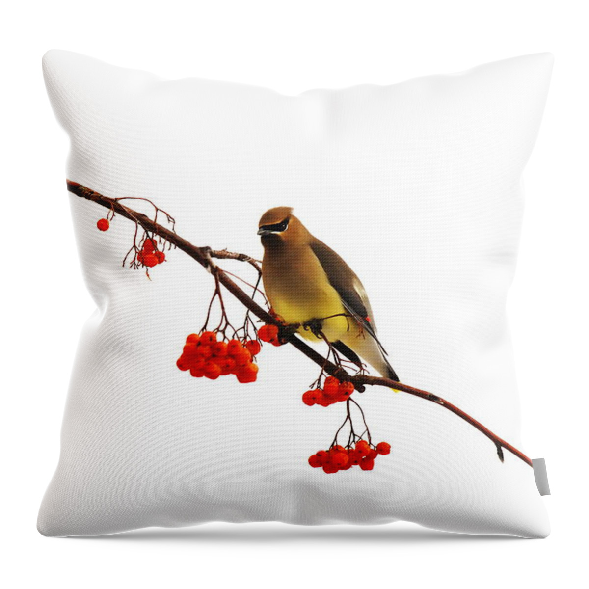 Waxwing Throw Pillow featuring the photograph Winter Birds - Waxwing by Andrea Kollo