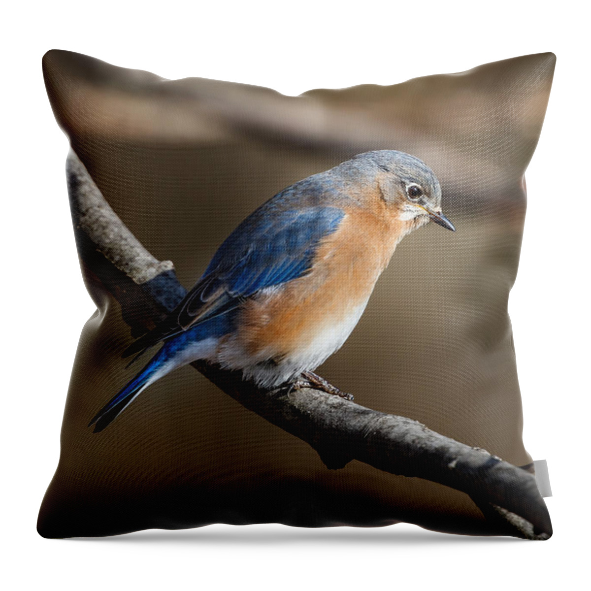 Winter Throw Pillow featuring the photograph Winter Blue Bird by Steven Llorca