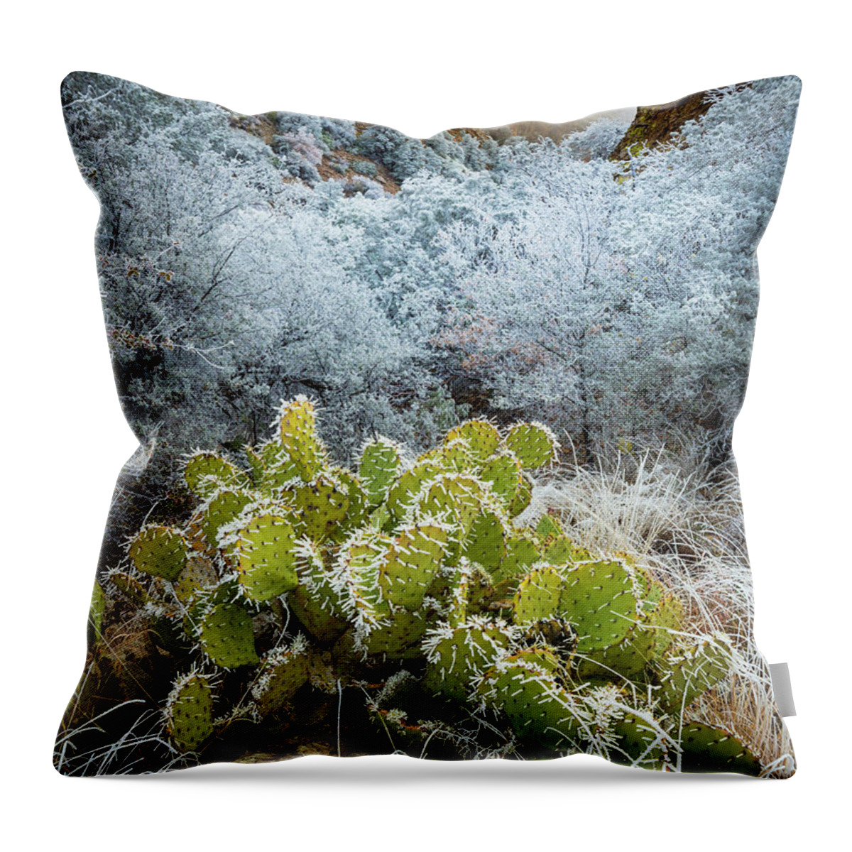 America Throw Pillow featuring the photograph Winter Cacti by Inge Johnsson