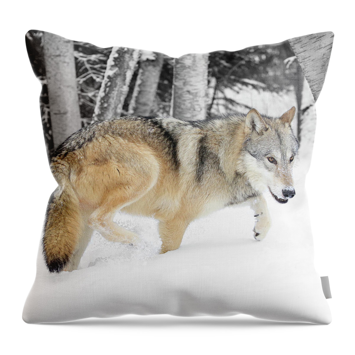 Wolf Throw Pillow featuring the photograph Winter Forest Wolf by Steve McKinzie