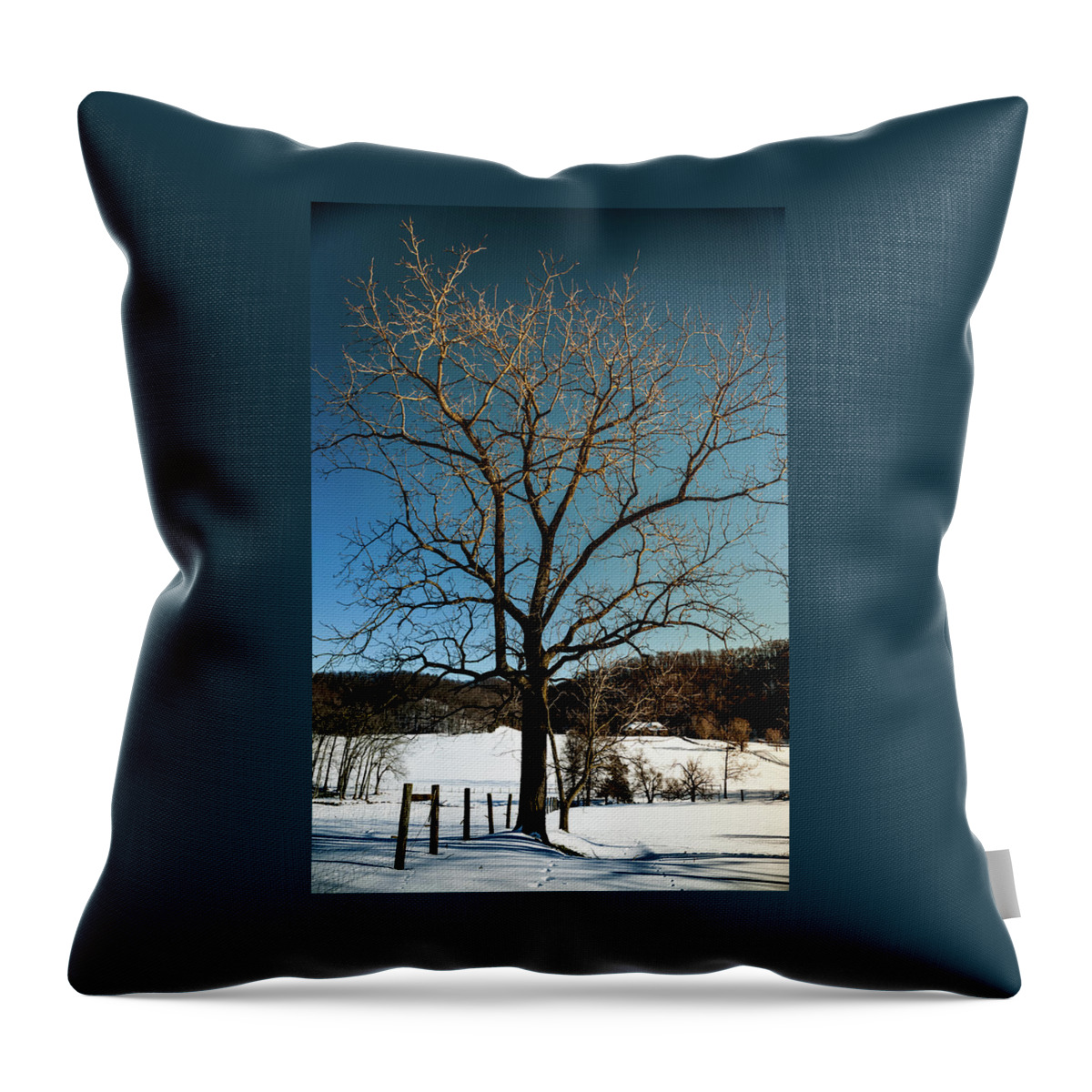 Winter Trees Throw Pillow featuring the photograph Winter Glow by Karen Wiles
