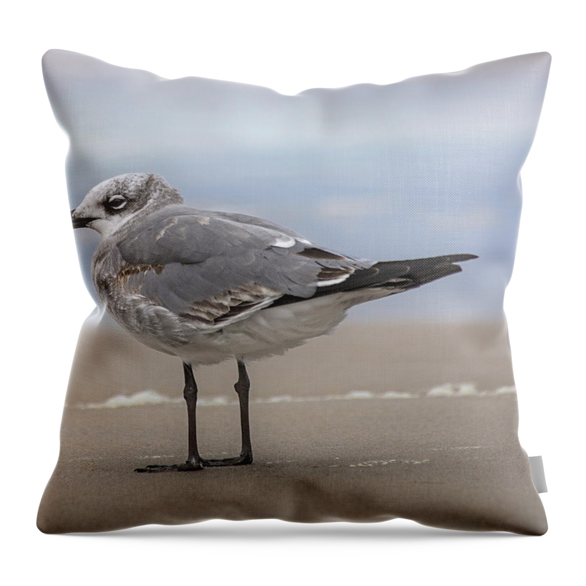 Seagull Throw Pillow featuring the photograph Winter Gull by Betsy Knapp