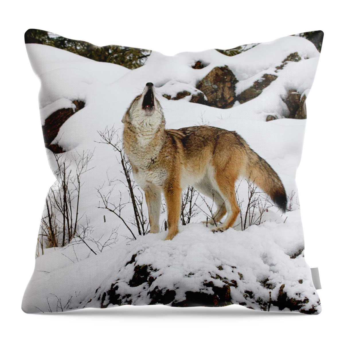 Coyote Throw Pillow featuring the photograph Winter Howl by Steve McKinzie