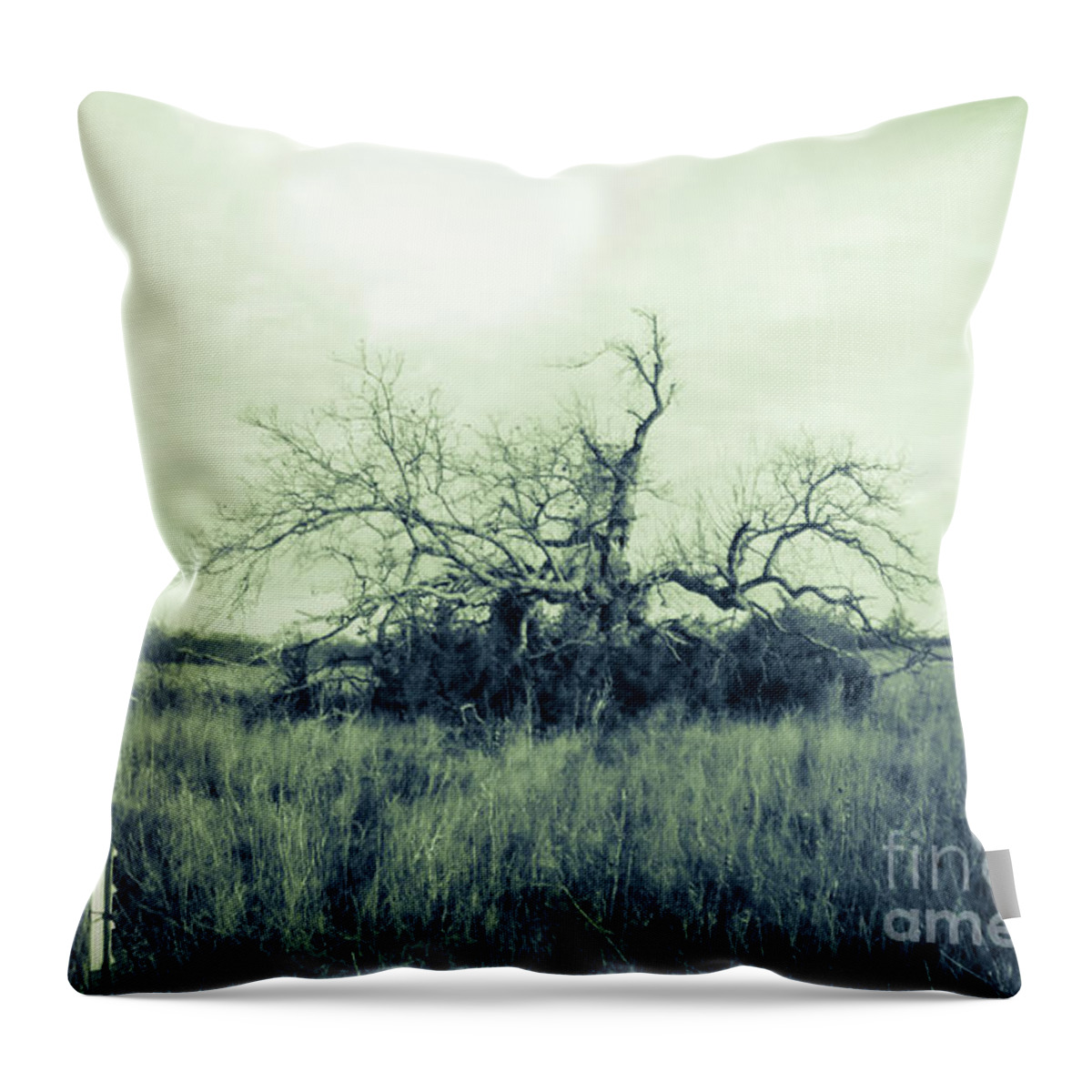Pecan Throw Pillow featuring the photograph Winter Pecan by Cheryl McClure