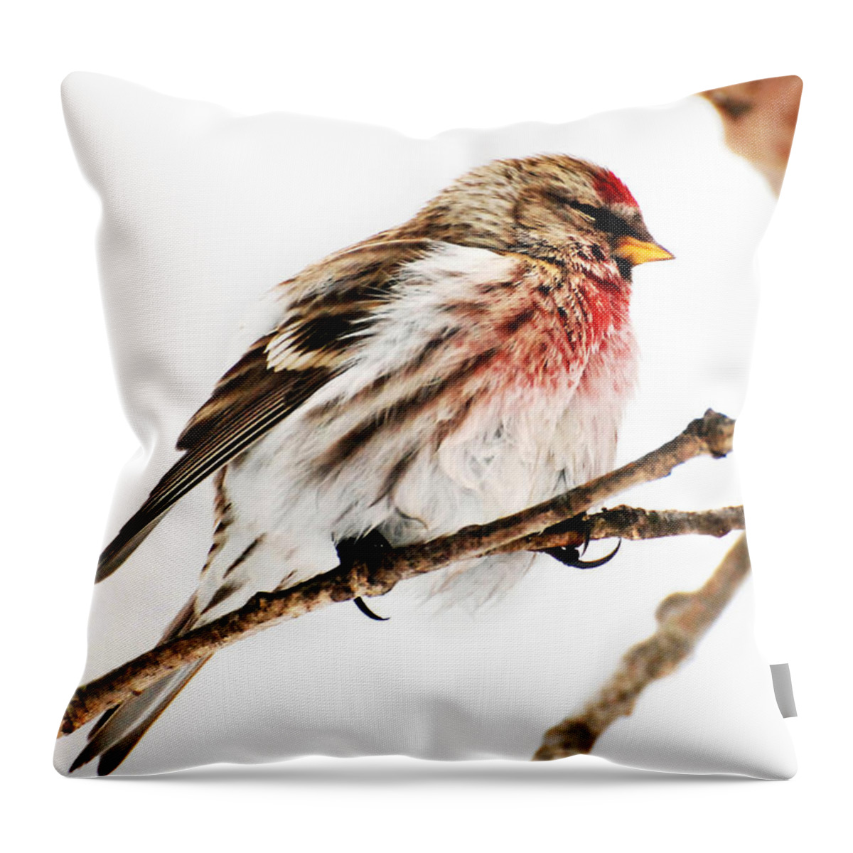 Winter Throw Pillow featuring the photograph Winter Redpoll by Christina Rollo