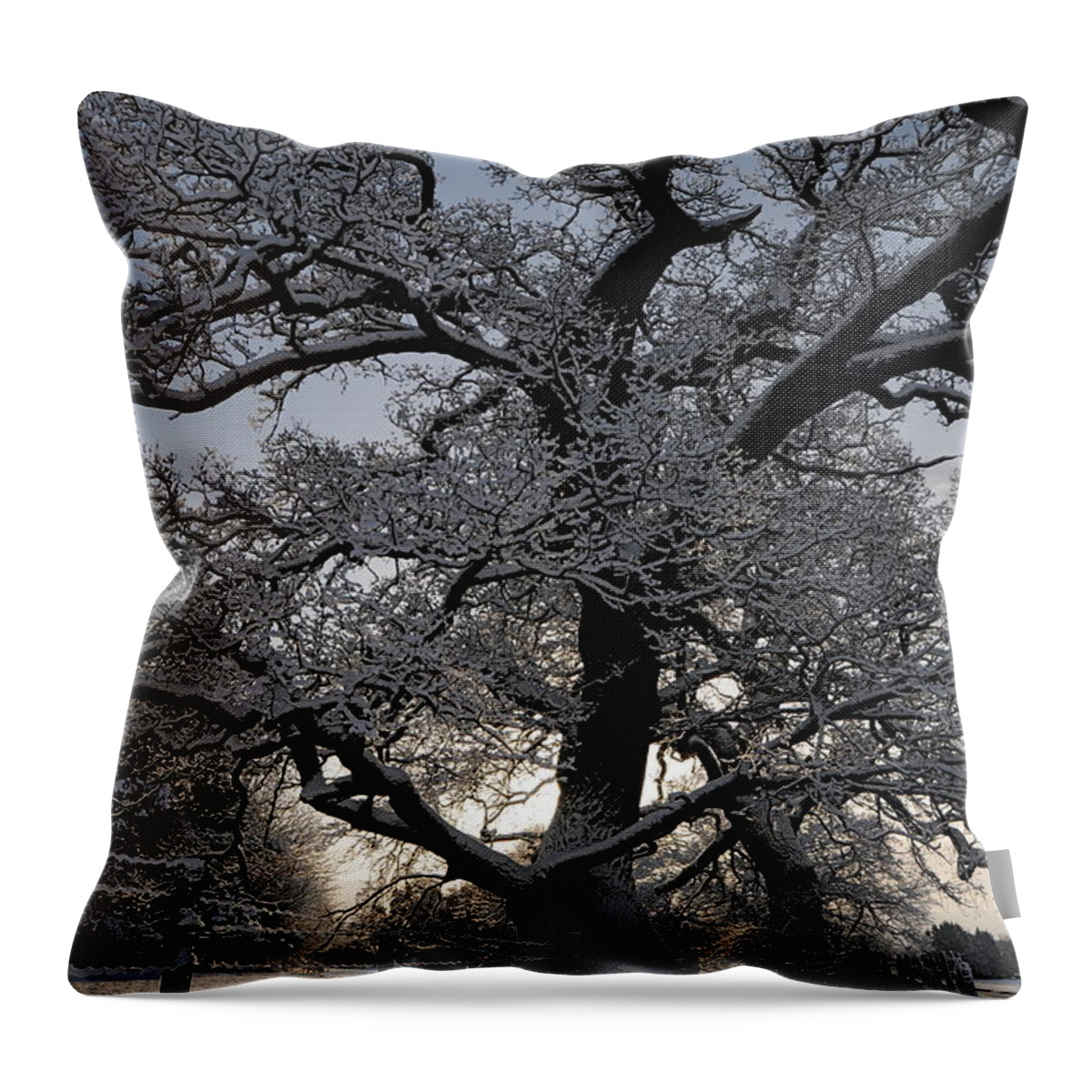 Tree Throw Pillow featuring the photograph Winter Tree in North Wales by Harry Robertson