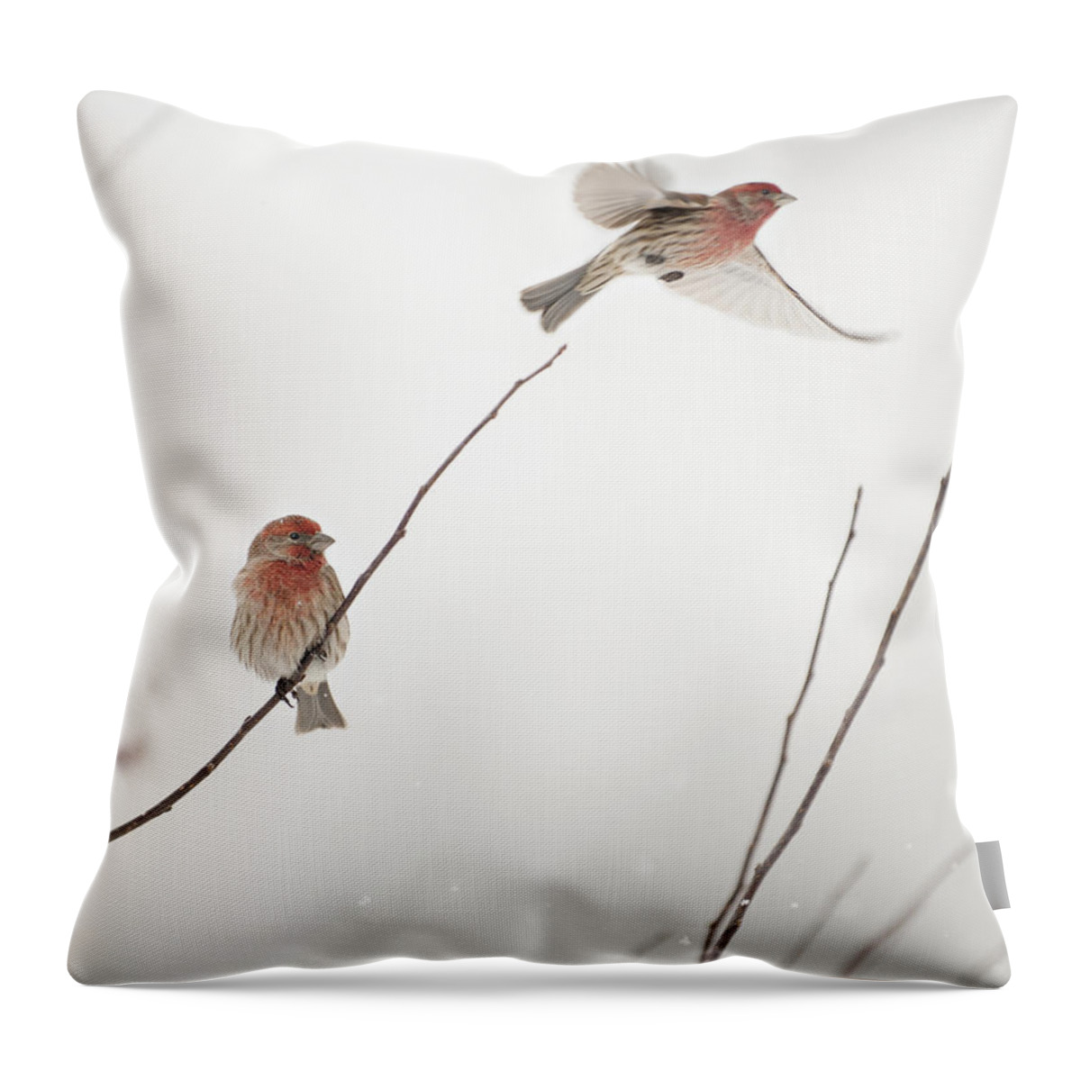 Bird Throw Pillow featuring the photograph Finch Winter Wind Surfing 2 by Jill Love