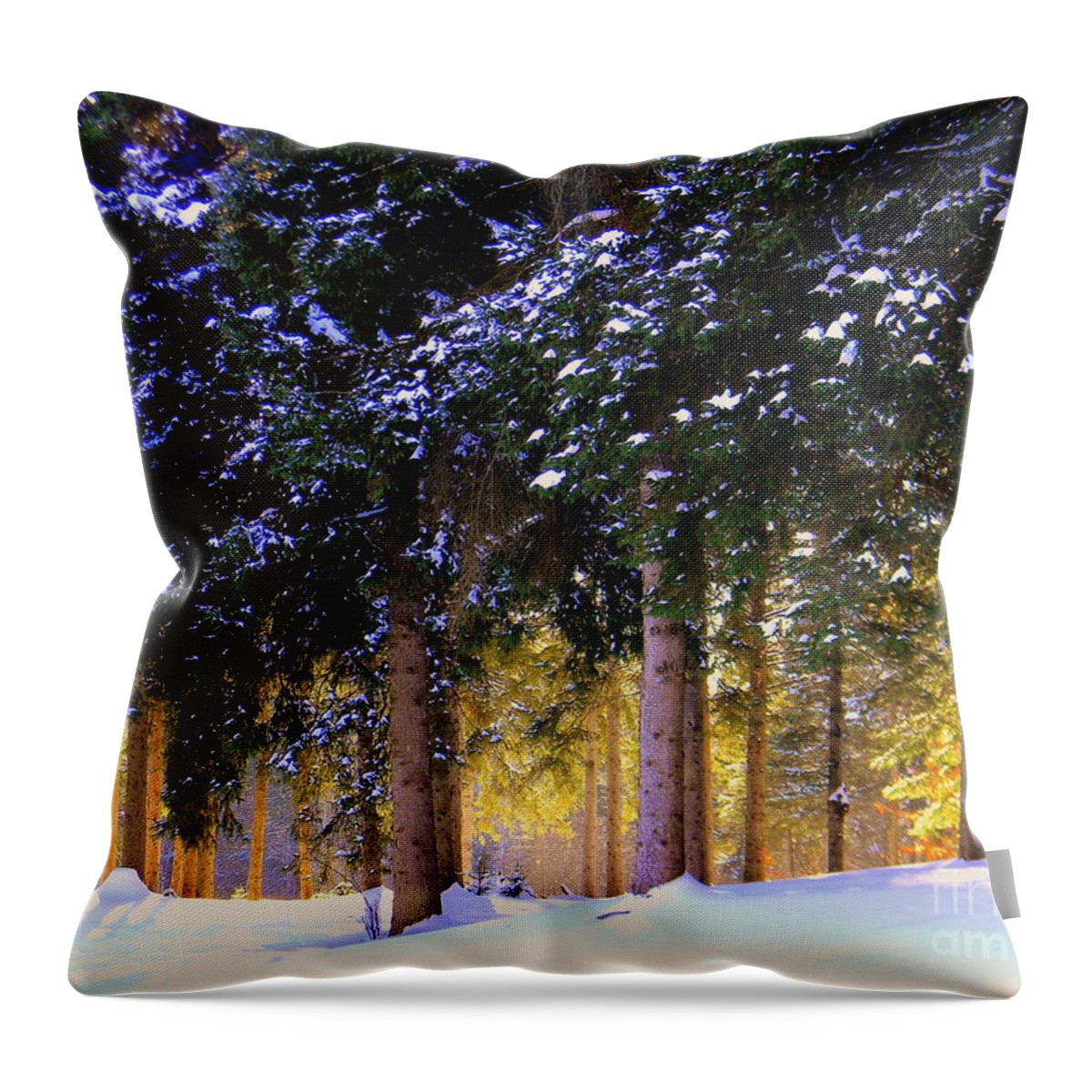 Sunlight Throw Pillow featuring the photograph Winter Wonder by Elfriede Fulda