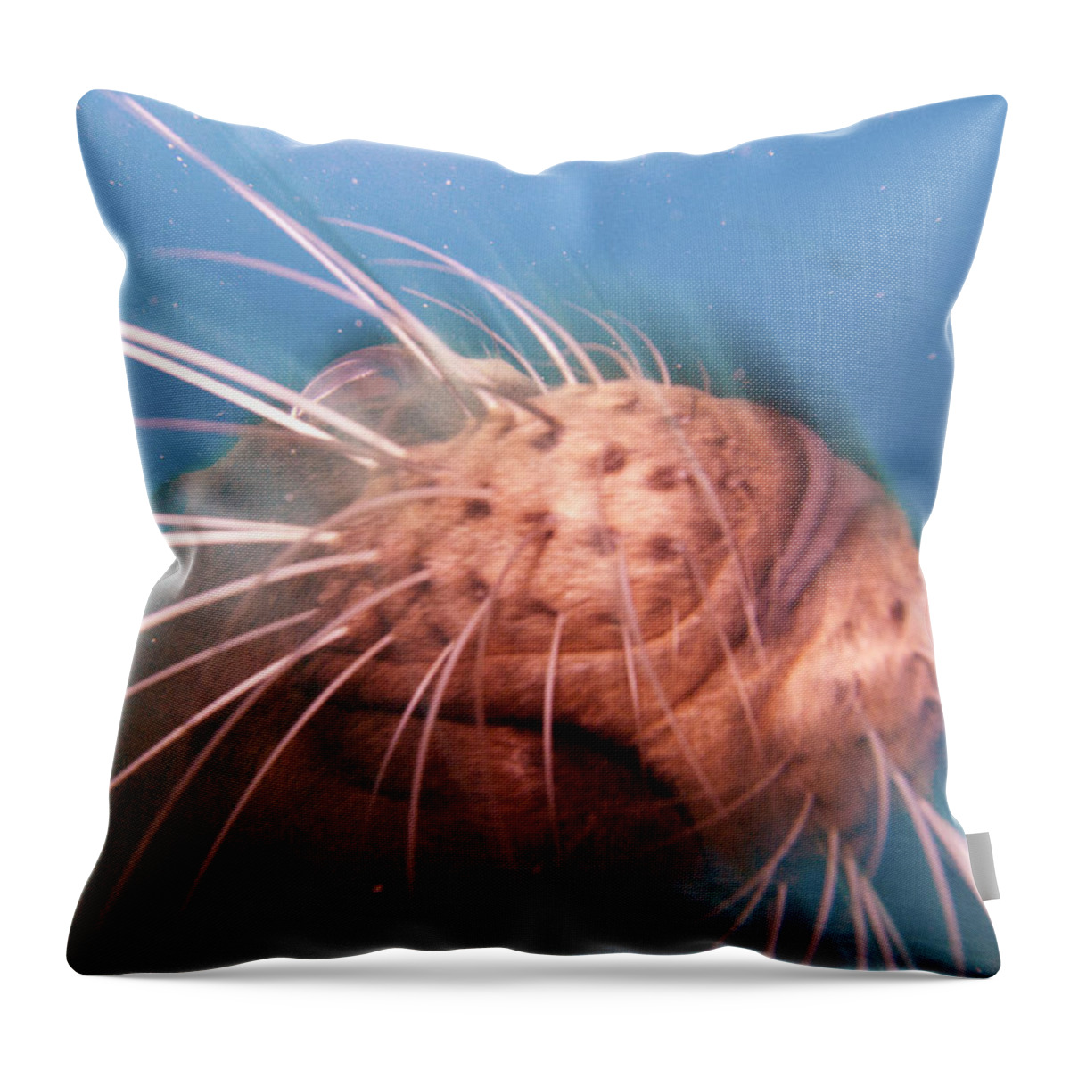 Diving_baja_mexico Throw Pillow featuring the photograph Wiskers and a Nose of Sea Lion by Matt Swinden