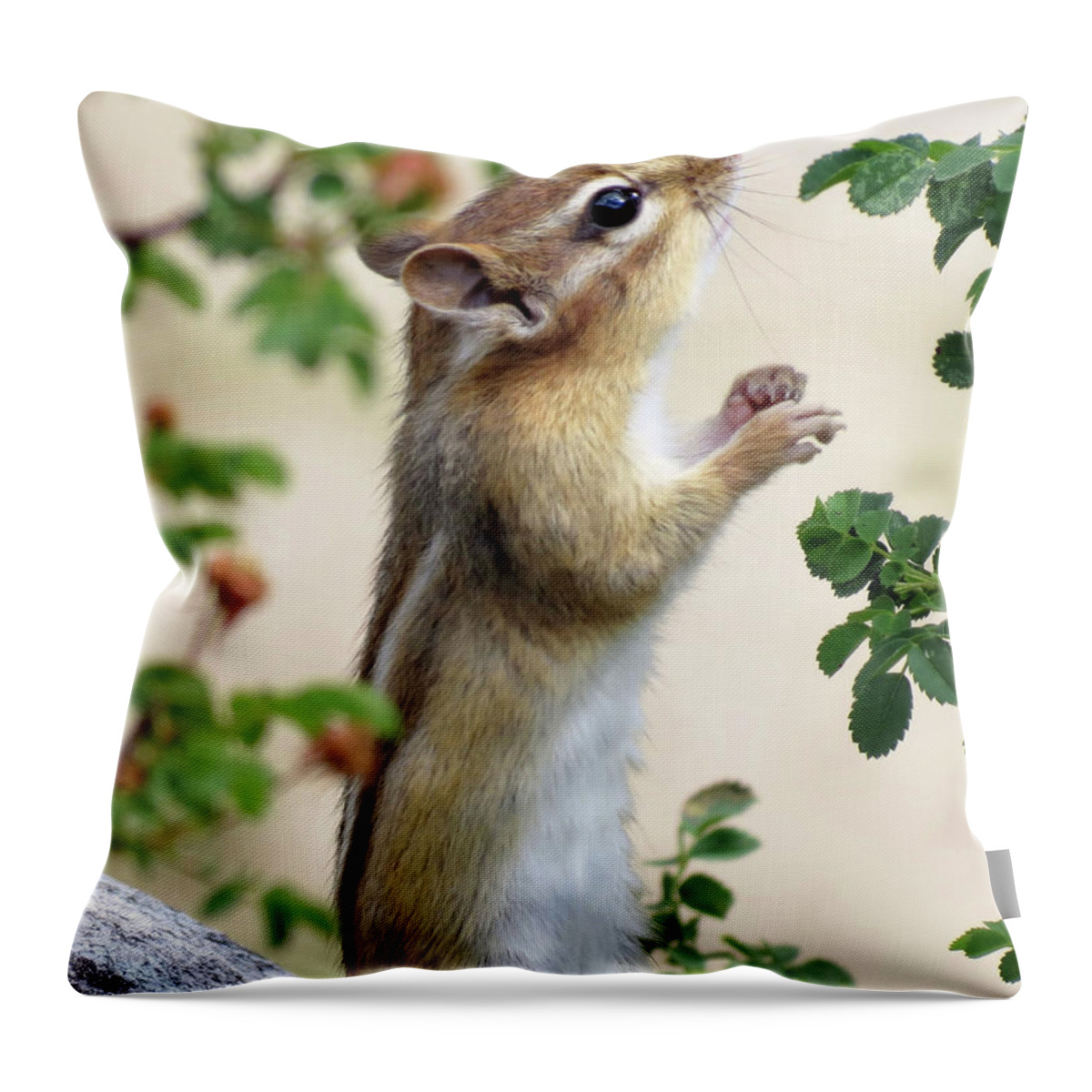  Animal Throw Pillow featuring the photograph Within Reach - Chipmunk by MTBobbins Photography