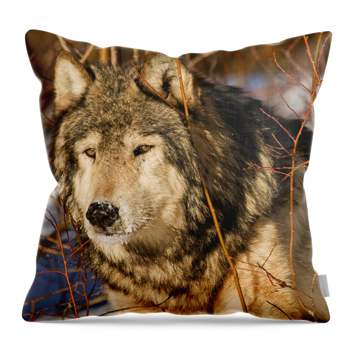 Wolf Throw Pillow featuring the photograph Wolf in Brush by Scott Read