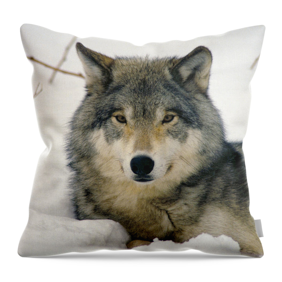 Wolf Throw Pillow featuring the photograph Wolf rests in snow by Steve Somerville