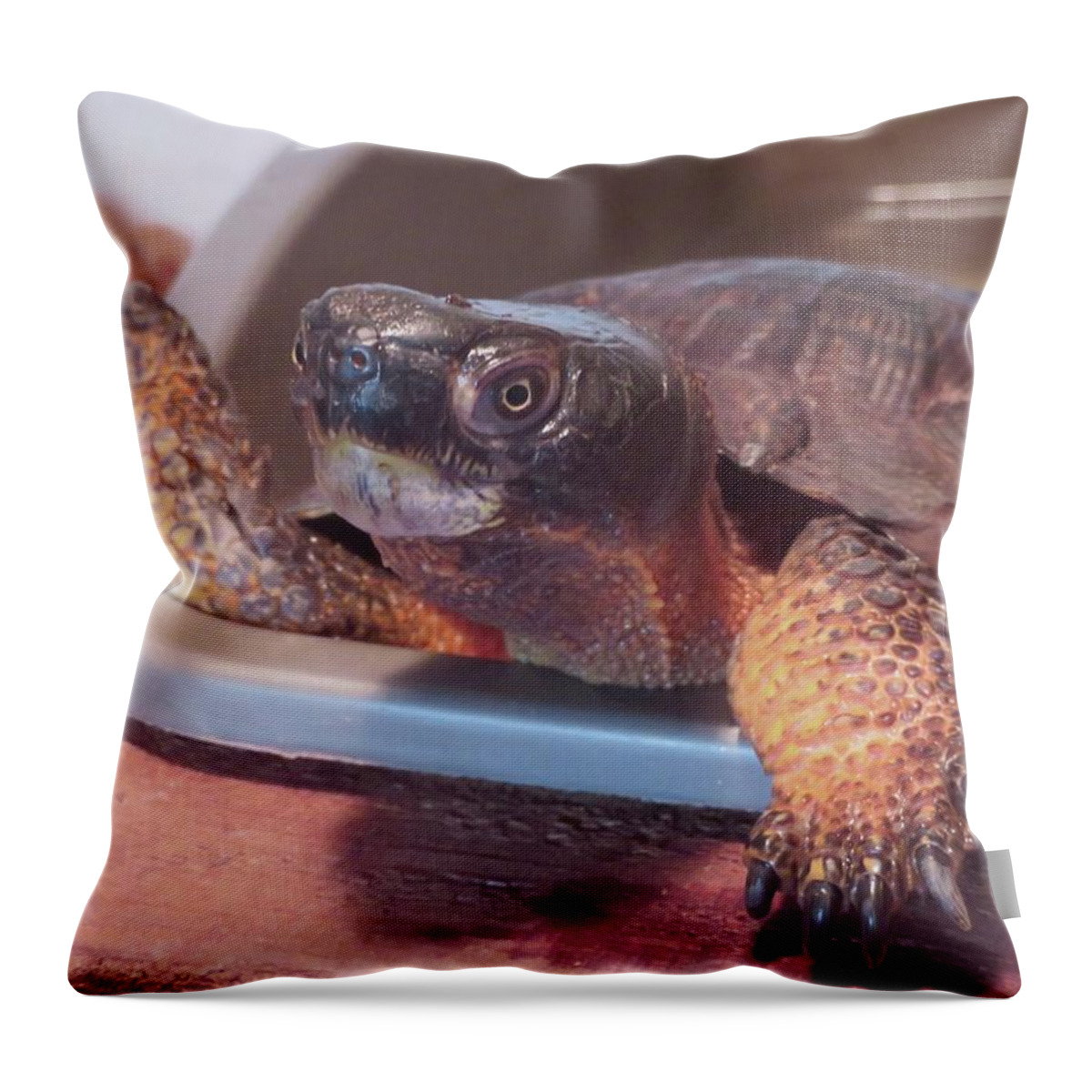 Turtles Throw Pillow featuring the photograph Wood Turtle by Melinda Saminski