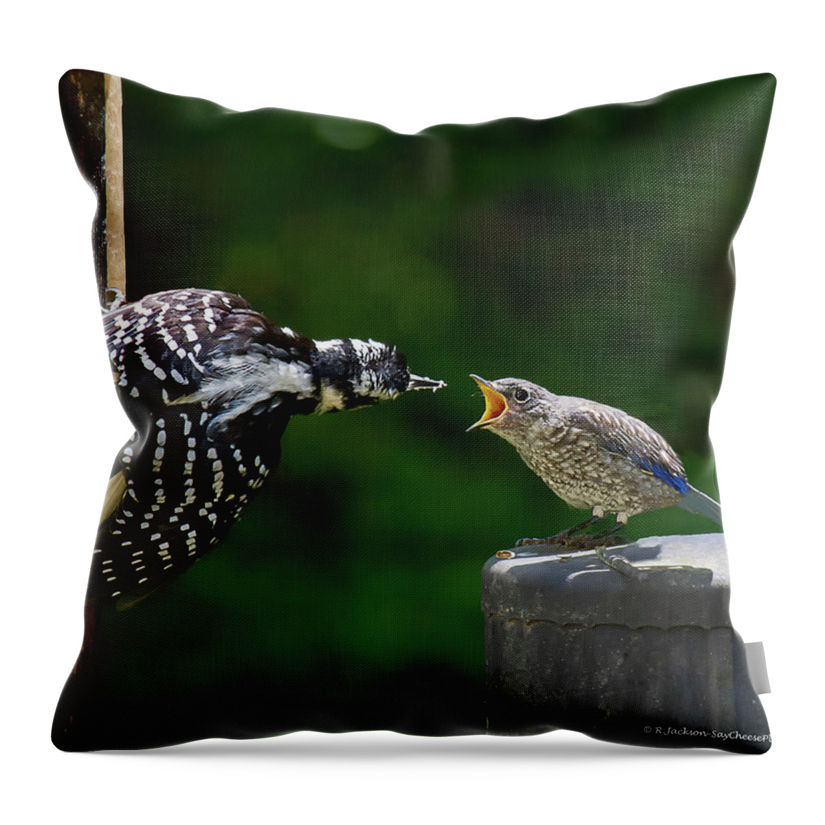 Woodpecker Throw Pillow featuring the photograph Woodpecker Feeding Bluebird by Robert L Jackson