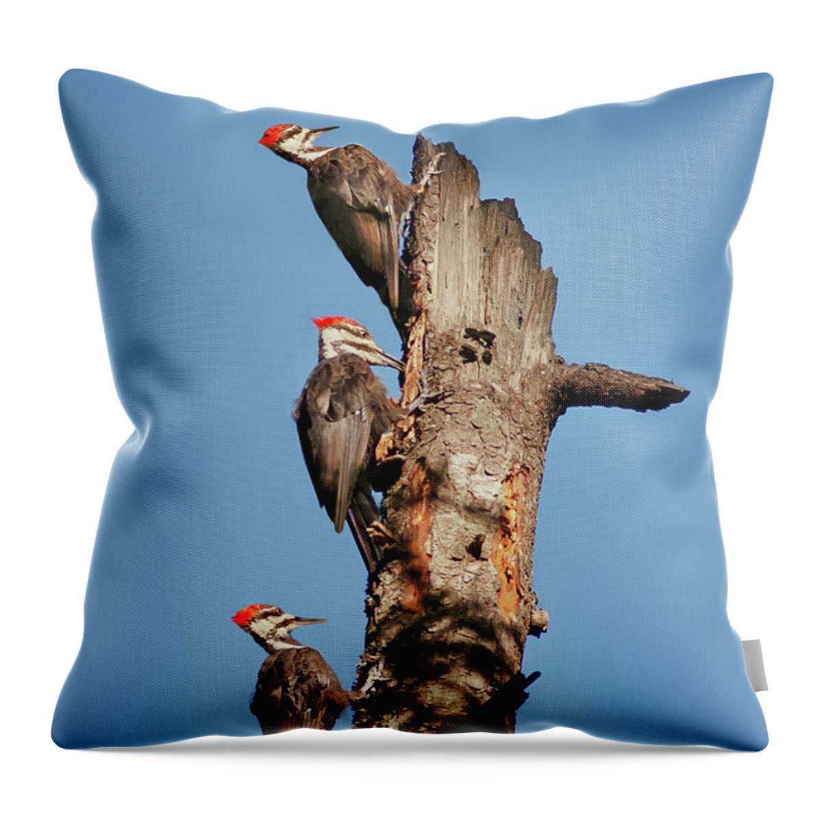 Bird Throw Pillow featuring the photograph Woodpecker Trio by John Christopher