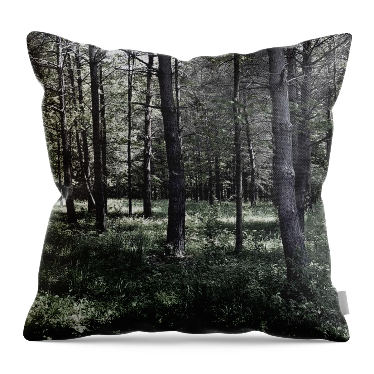 Woods Throw Pillow featuring the photograph Woods Walk by Danielle R T Haney
