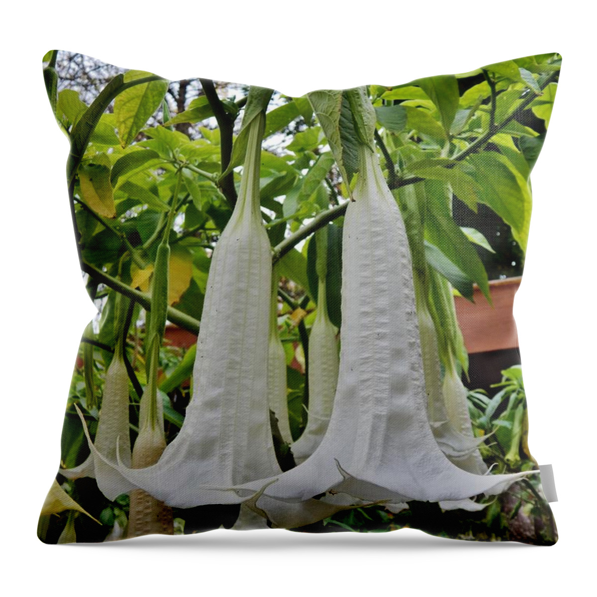 Large Flower Throw Pillow featuring the photograph WOWED By Angel's Trumpets by VLee Watson