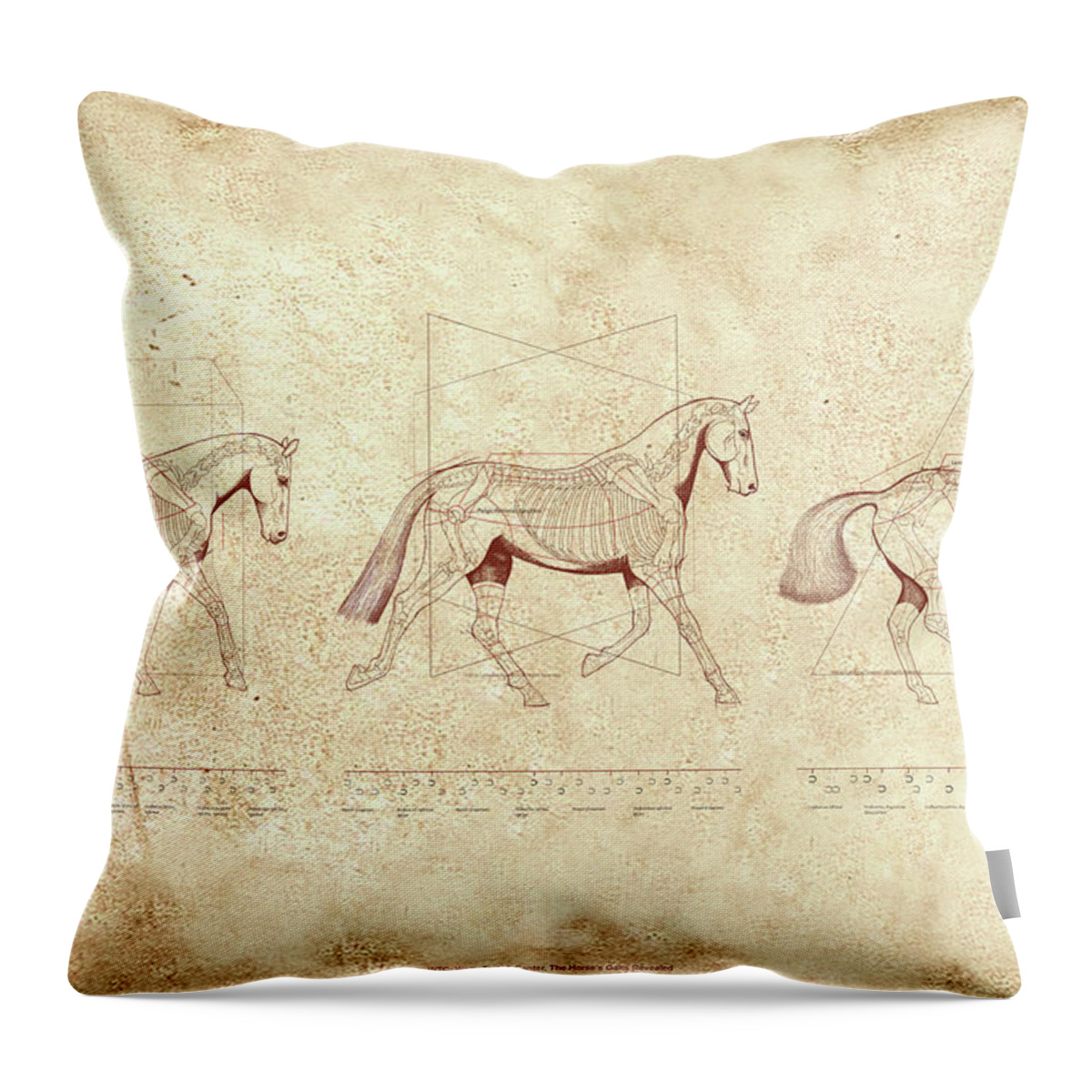 Horse Throw Pillow featuring the painting WTC, Walk, Trot, Canter, The Horse's Gaits Revealed by Catherine Twomey