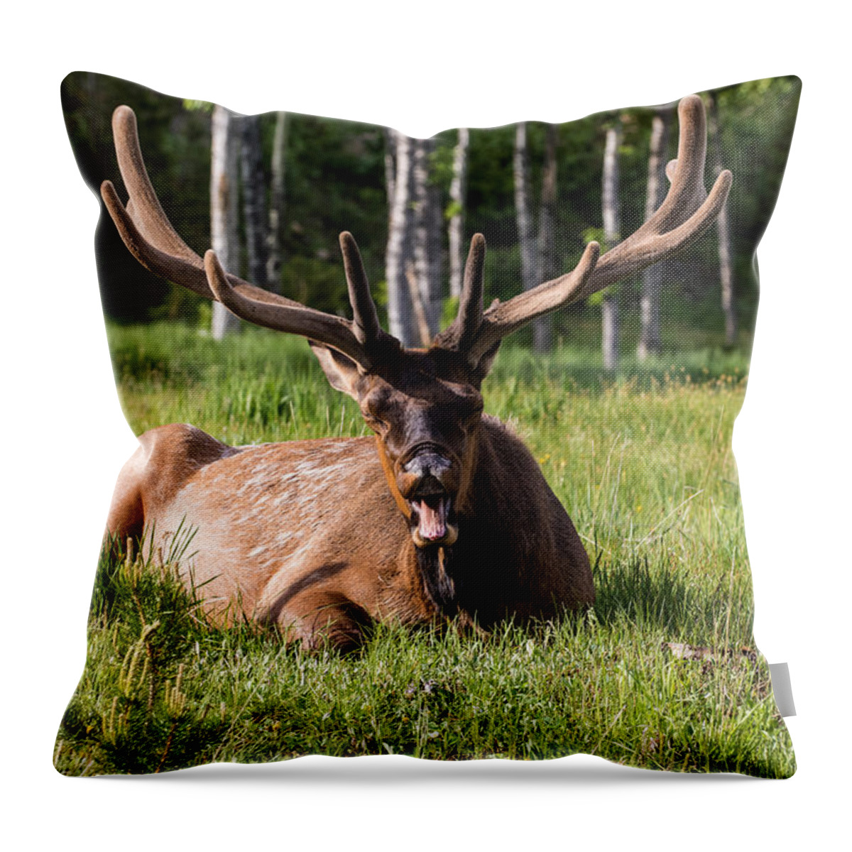 Bull Elk Throw Pillow featuring the photograph Yawning Bull Elk by Mindy Musick King