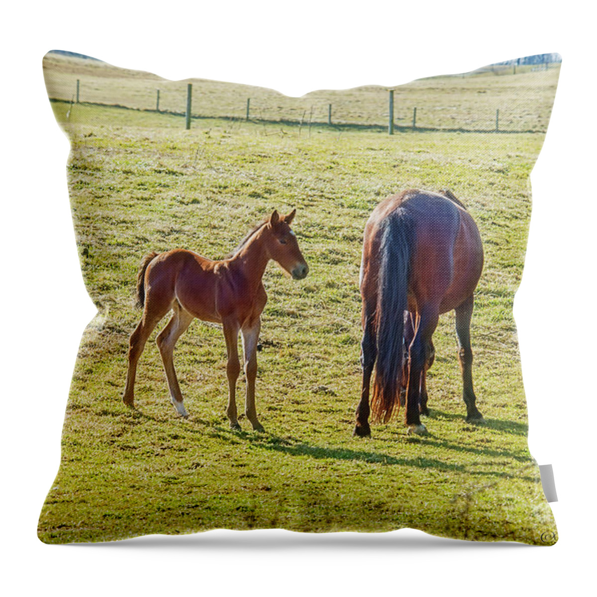 Horse Throw Pillow featuring the photograph Yearling by David Arment