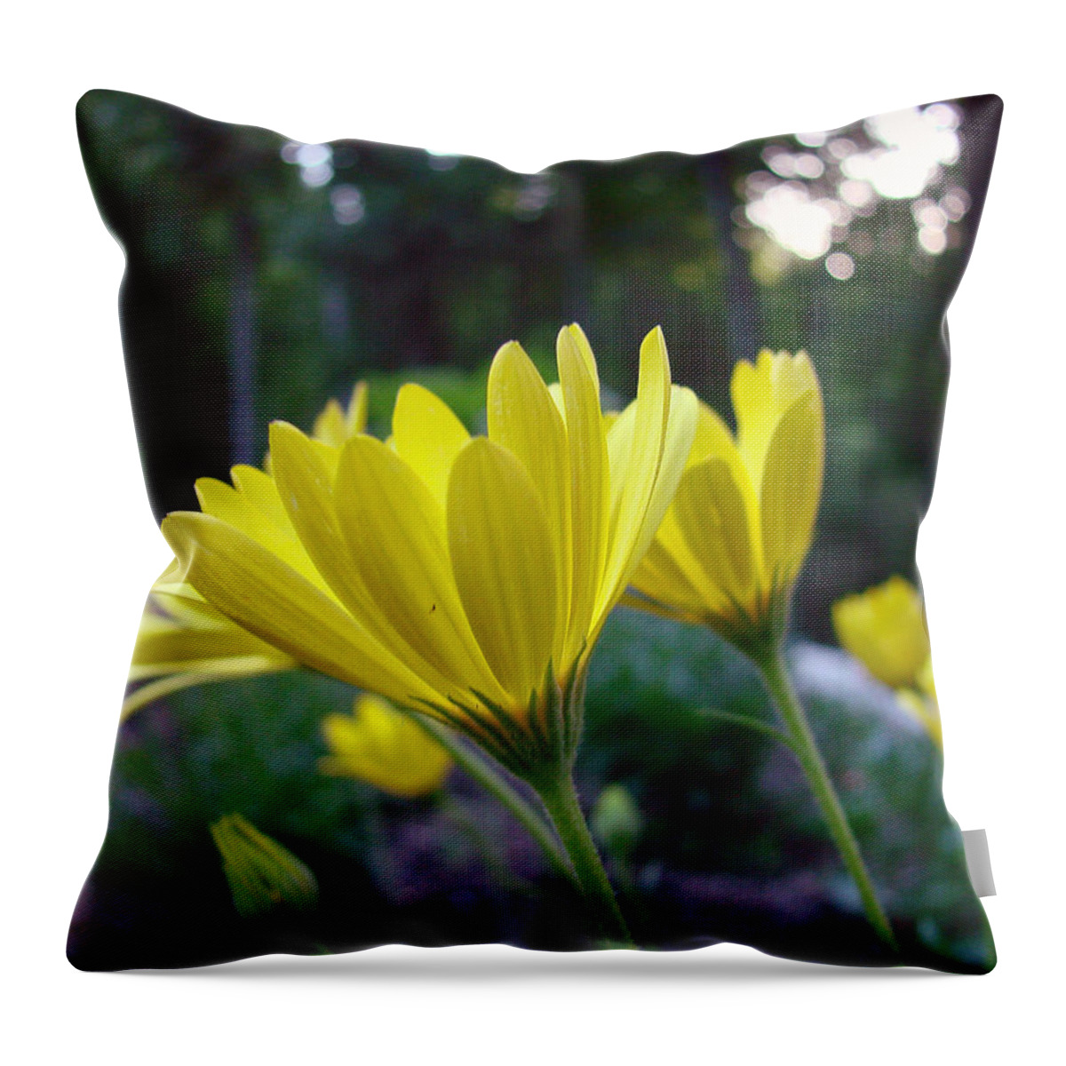 Yellow Flowers Throw Pillow featuring the photograph Yellow African Daisy by Mary Halpin