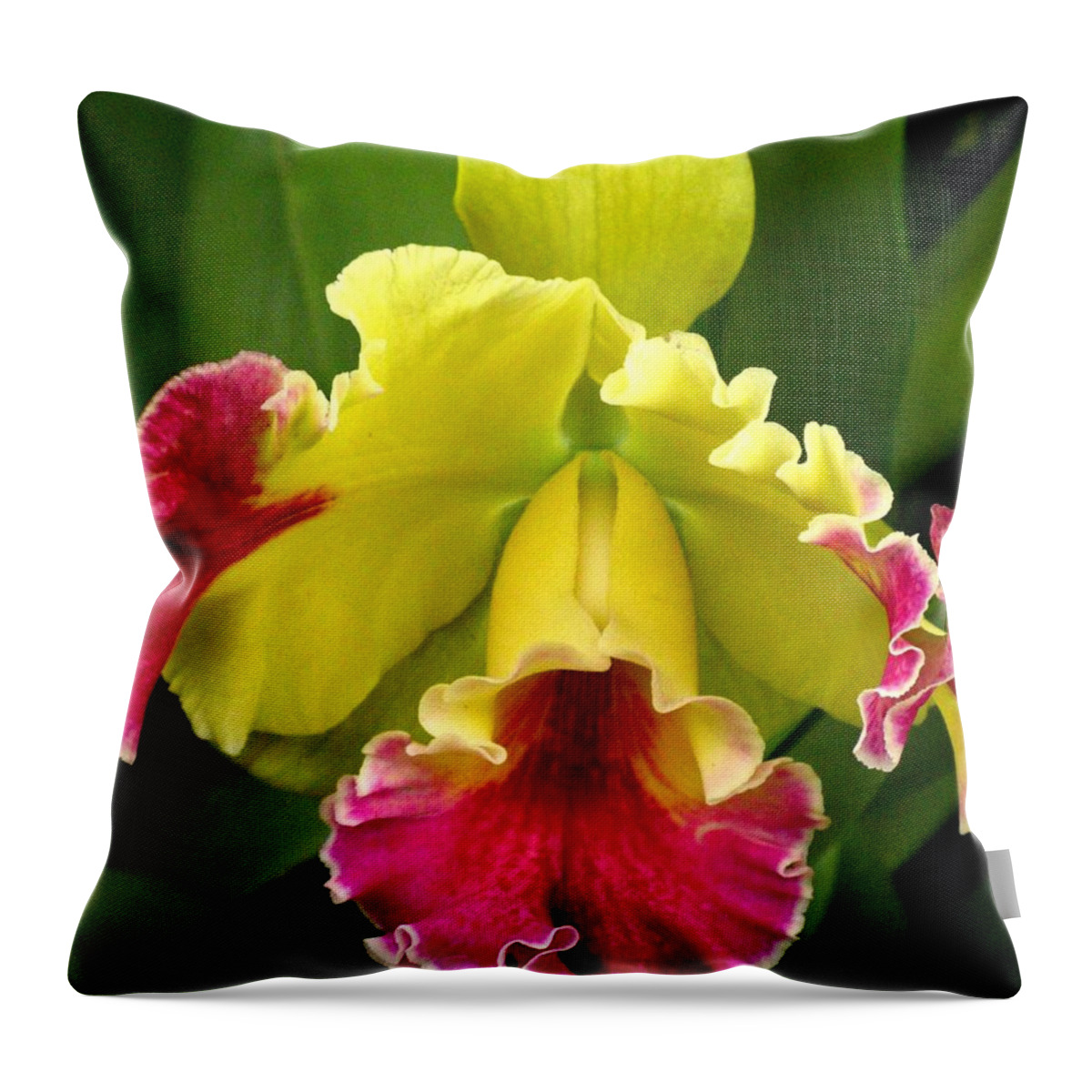 Flower Throw Pillow featuring the photograph Yellow And Pink Cattleya Orchid by Alfred Ng