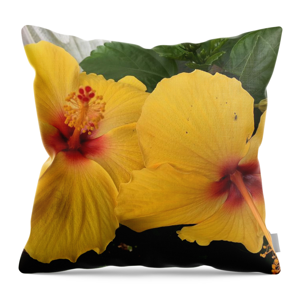 Hibiscus Throw Pillow featuring the photograph Yellow Beauties by Val Oconnor