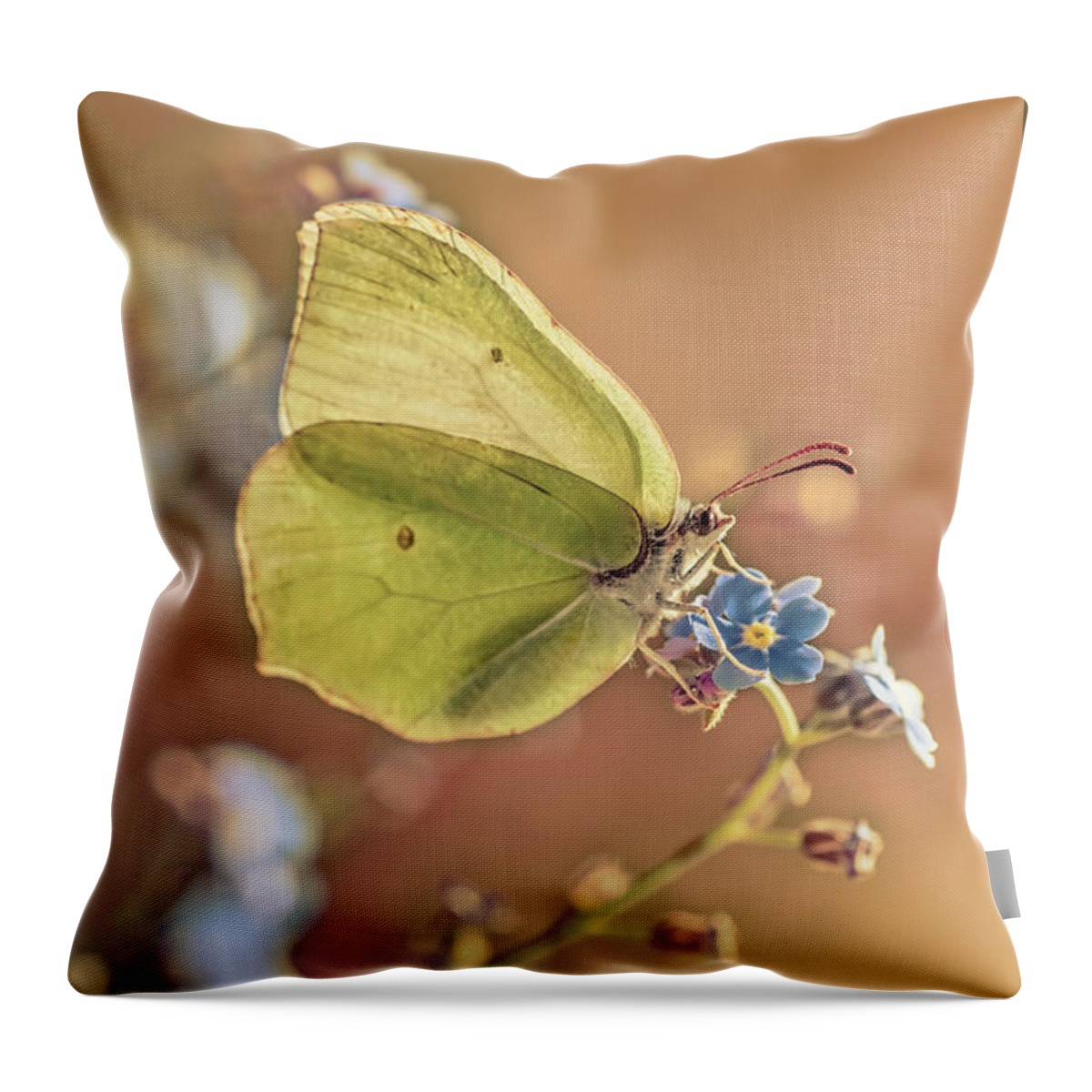Macrophotography Throw Pillow featuring the photograph Yellow butterfly on forget me not flowers by Jaroslaw Blaminsky