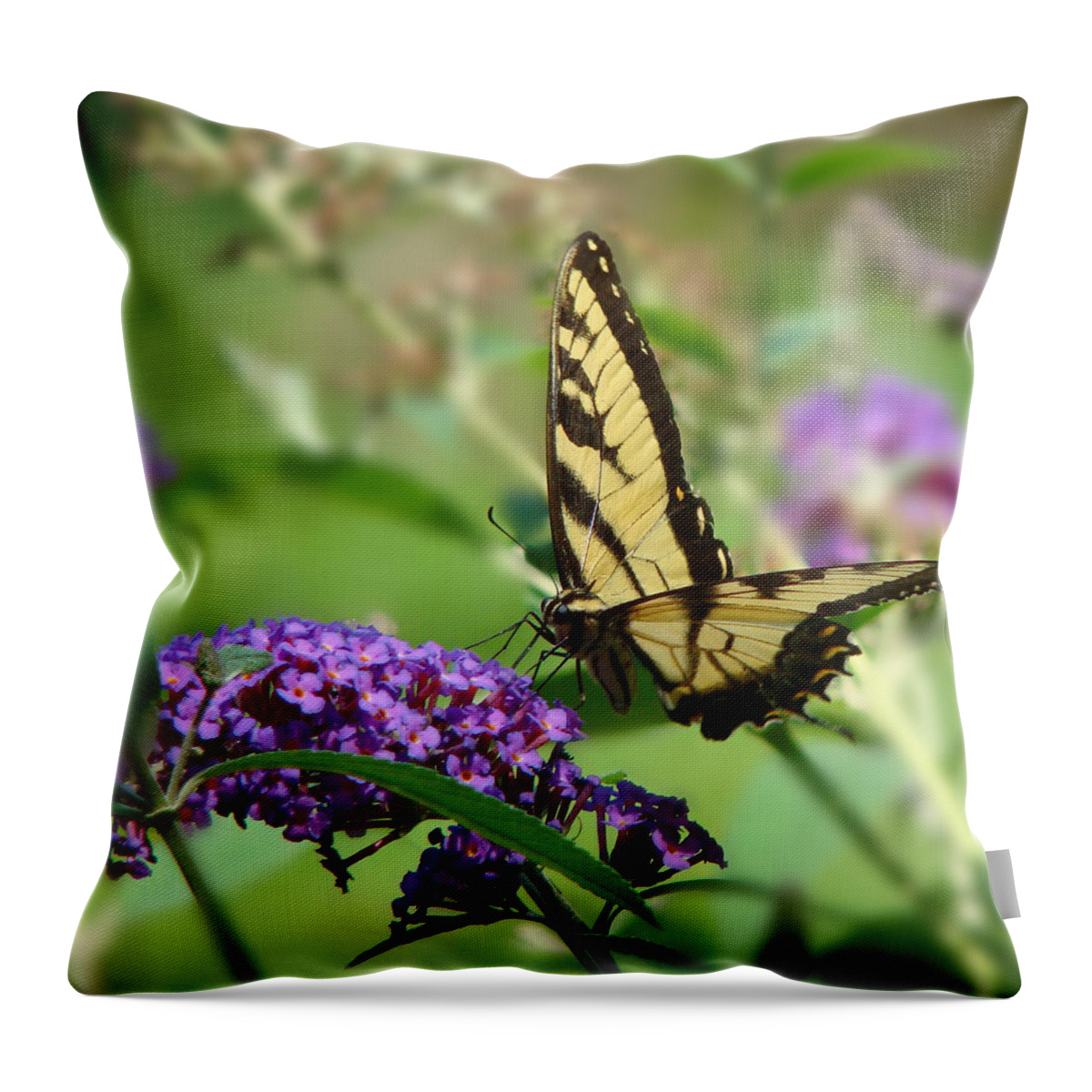 Yellow Butterfly On Purple Throw Pillow featuring the photograph Yellow Butterfly on Purple by Phyllis Taylor