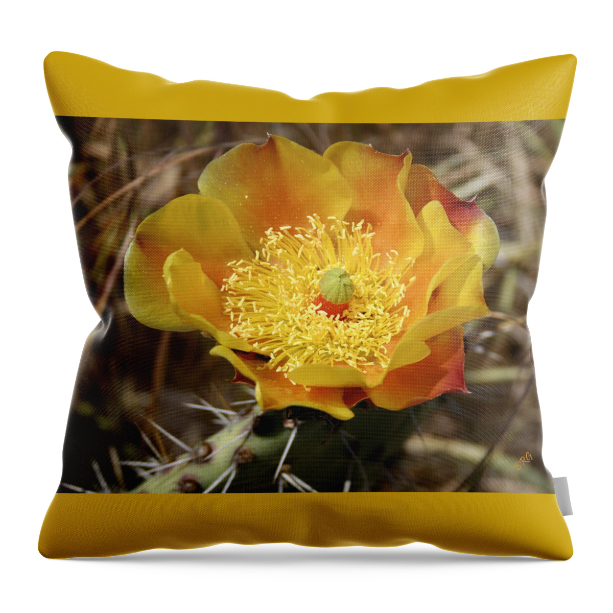 Cactus Flower Throw Pillow featuring the photograph Yellow Cactus Flower On Display by Ben and Raisa Gertsberg