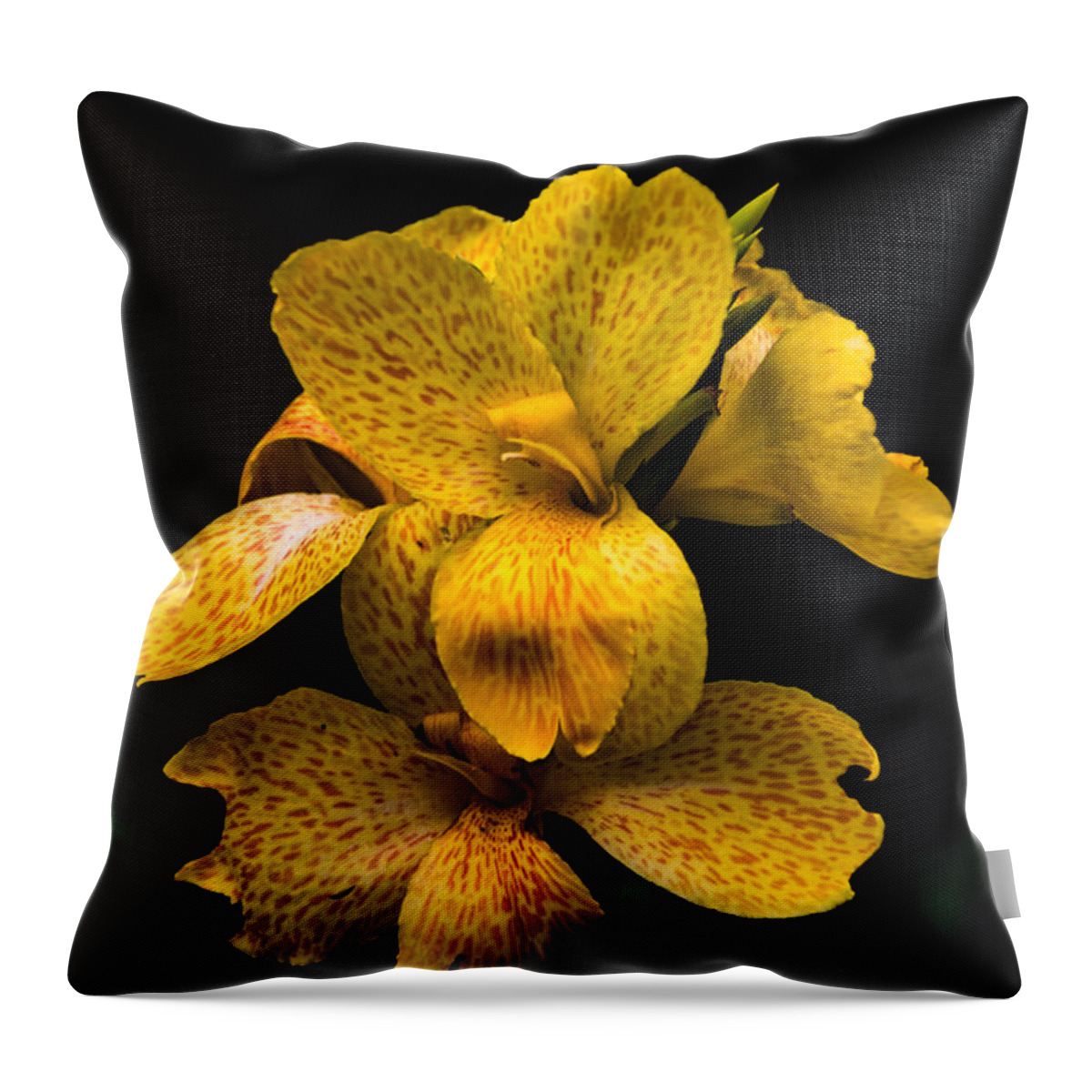 Jay Stockhaus Throw Pillow featuring the photograph Yellow Canna Lily by Jay Stockhaus