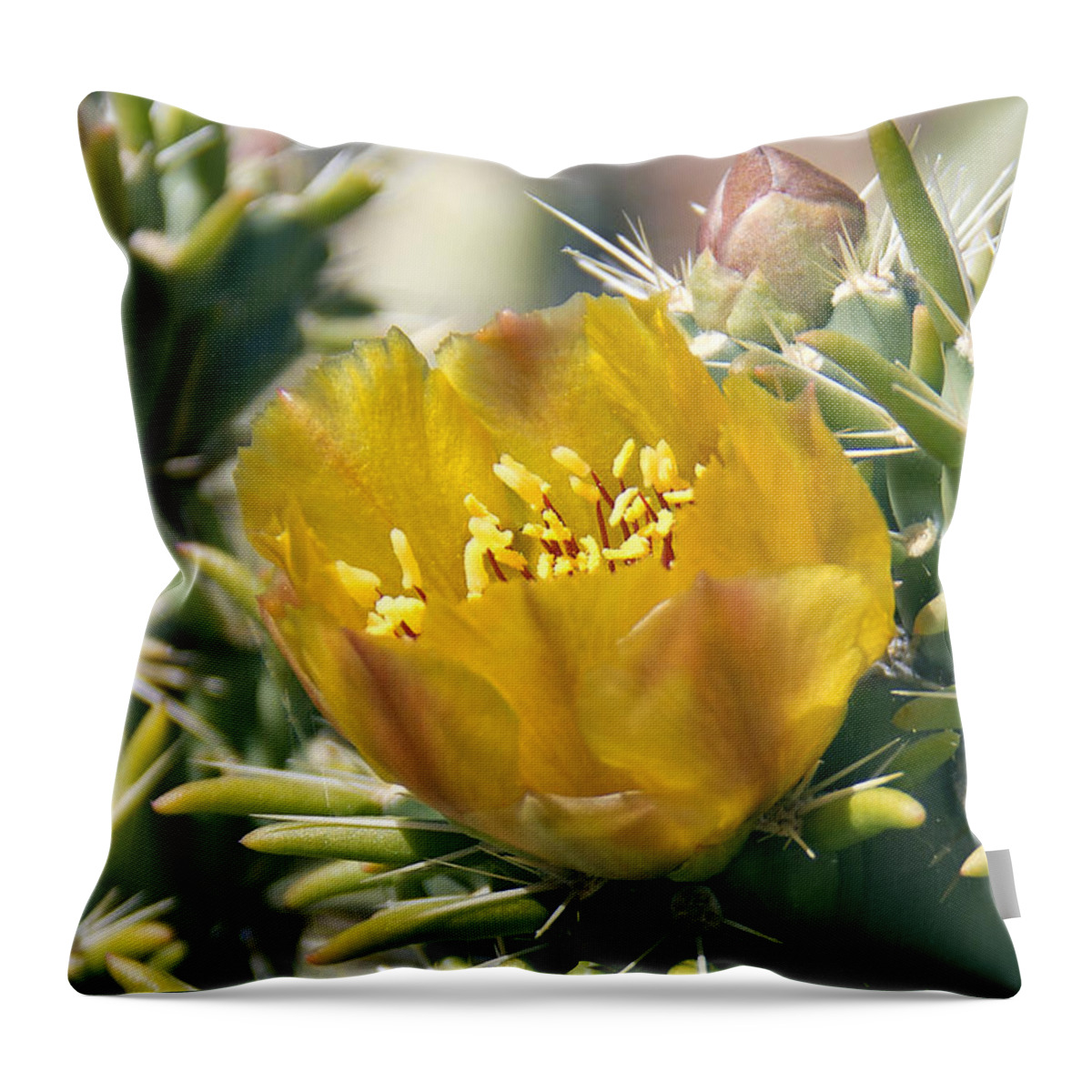 Staghorn Cholla Throw Pillow featuring the photograph Yellow Cholla Flower by Kelly Holm