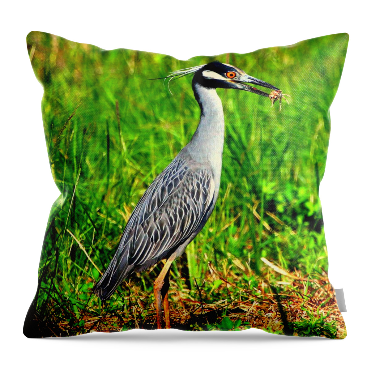 Yellow-crested Night Heron Throw Pillow featuring the photograph Yellow Crested Night Heron Catches a Fiddler Crab by Barbara Bowen