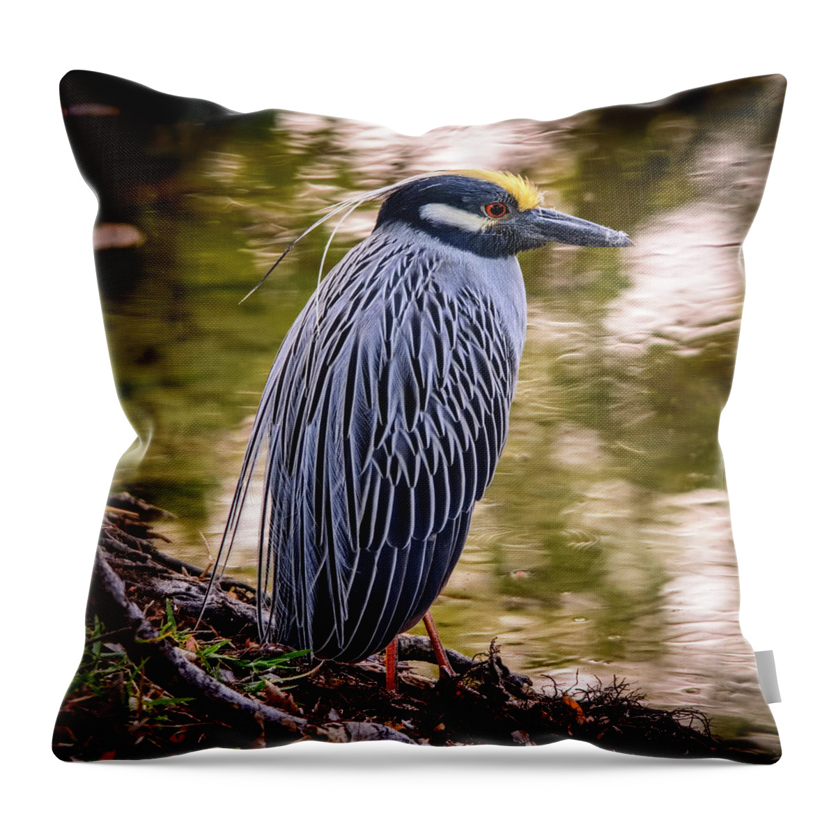Yellow-crowned Night-heron Throw Pillow featuring the photograph Yellow-crowned Night-Heron by Steven Sparks