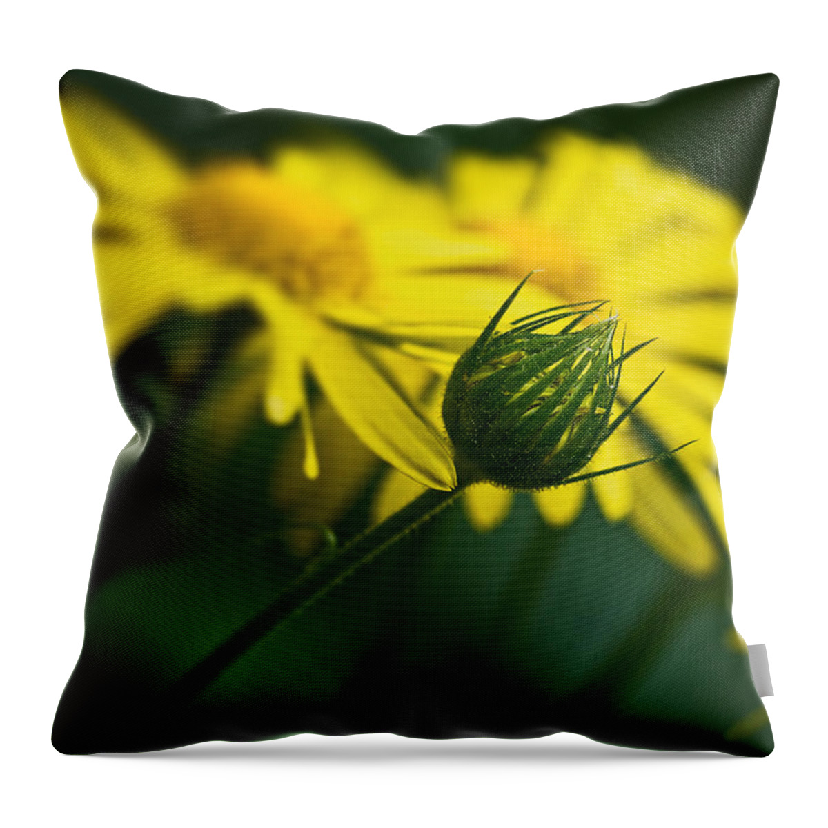 Europe Throw Pillow featuring the photograph Yellow daisy bud by Roberto Pagani