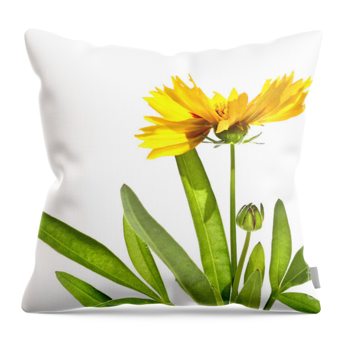 Abstract Throw Pillow featuring the digital art Yellow daisy isolated against white by Sandra Cunningham
