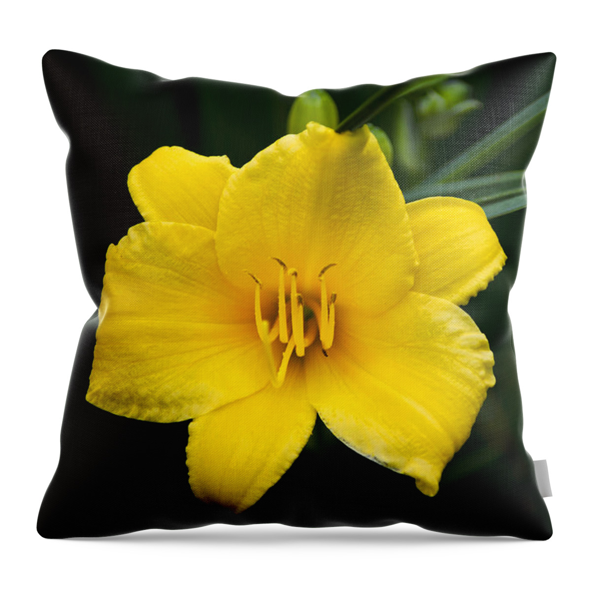 Daylily Throw Pillow featuring the photograph Yellow Daylily Flower by Christina Rollo