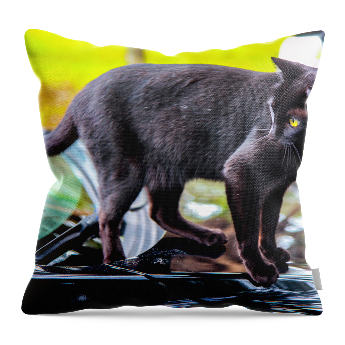 Black Cat Throw Pillow featuring the photograph Yellow Eyed Cat by Madeline Ellis