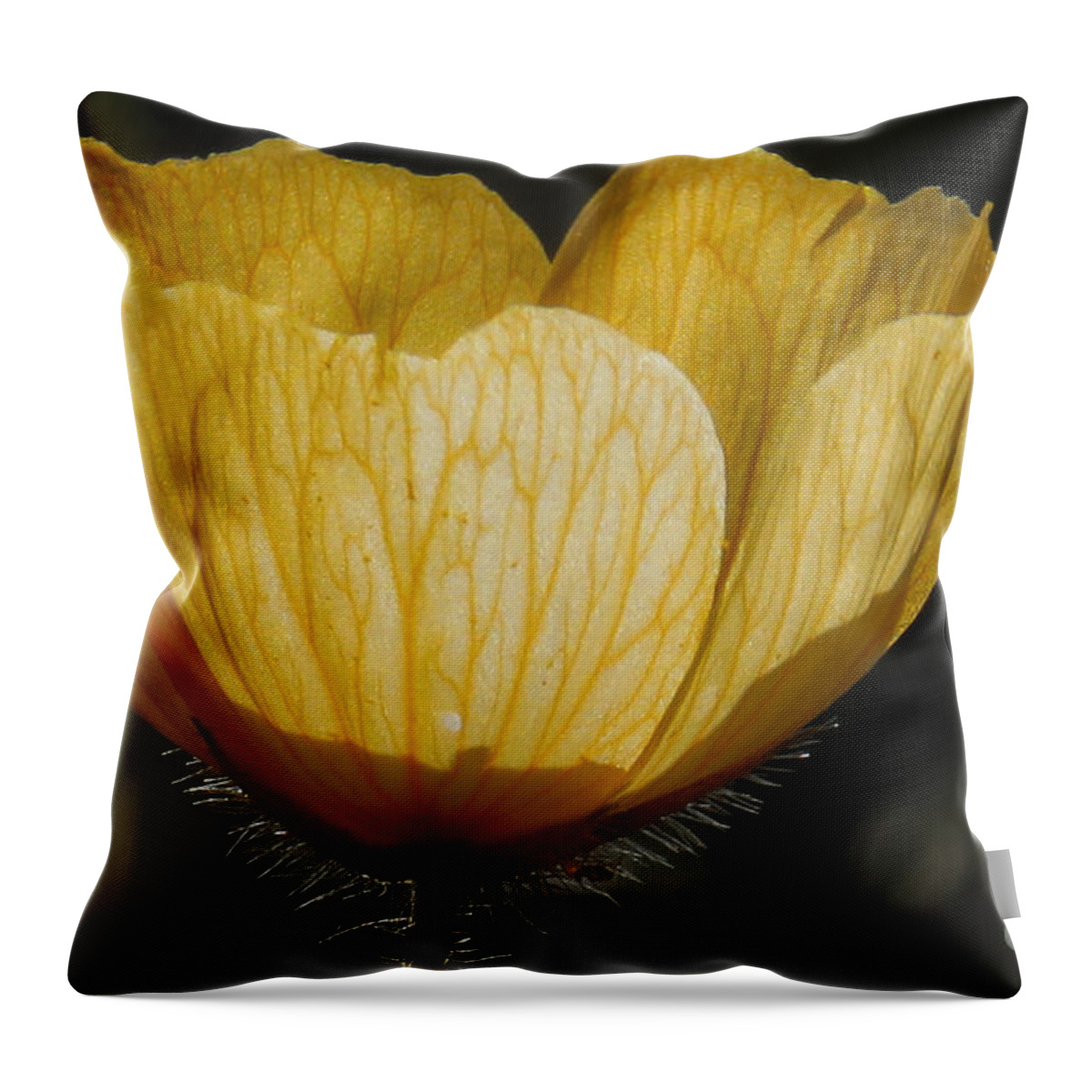 Nature Throw Pillow featuring the photograph Yellow Flower 4 by Christy Garavetto