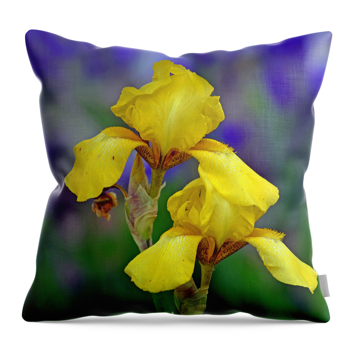 Iris Throw Pillow featuring the photograph Yellow Iris by Rodney Campbell