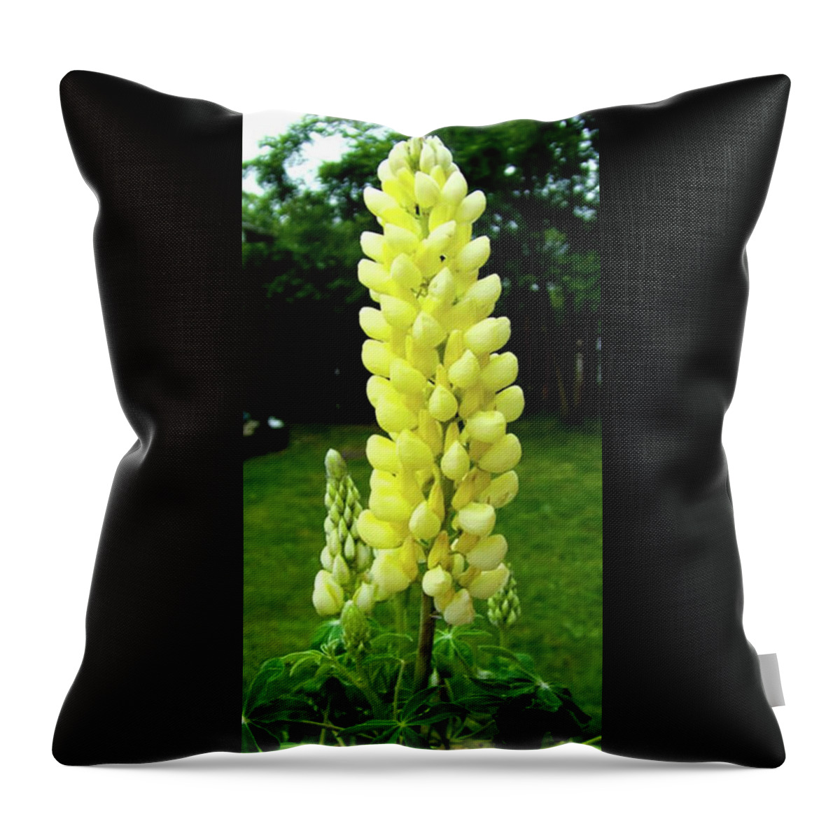 Yellow Throw Pillow featuring the photograph Yellow Lupine by Linda Chambers