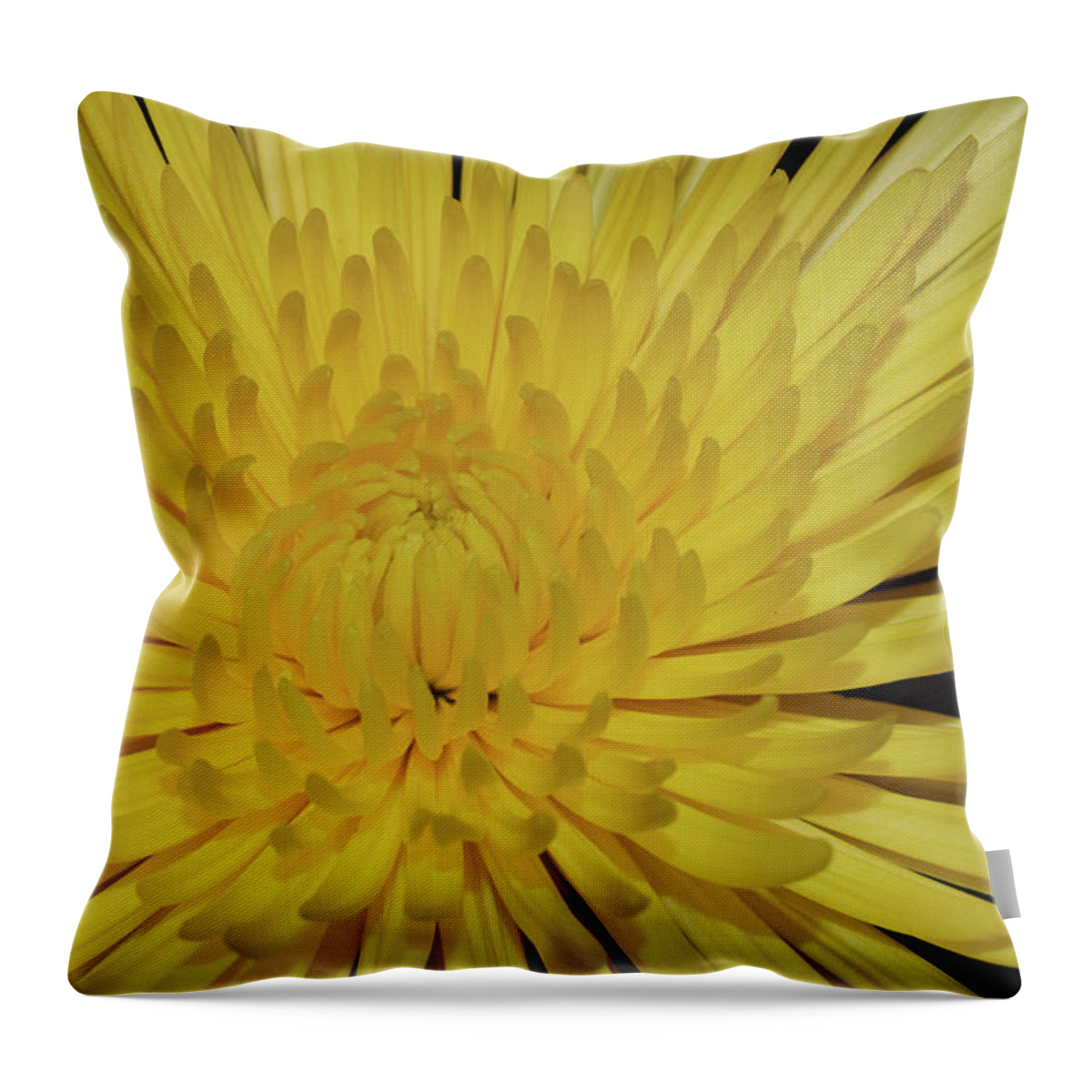 Photograph Throw Pillow featuring the photograph Yellow Mum by Larah McElroy
