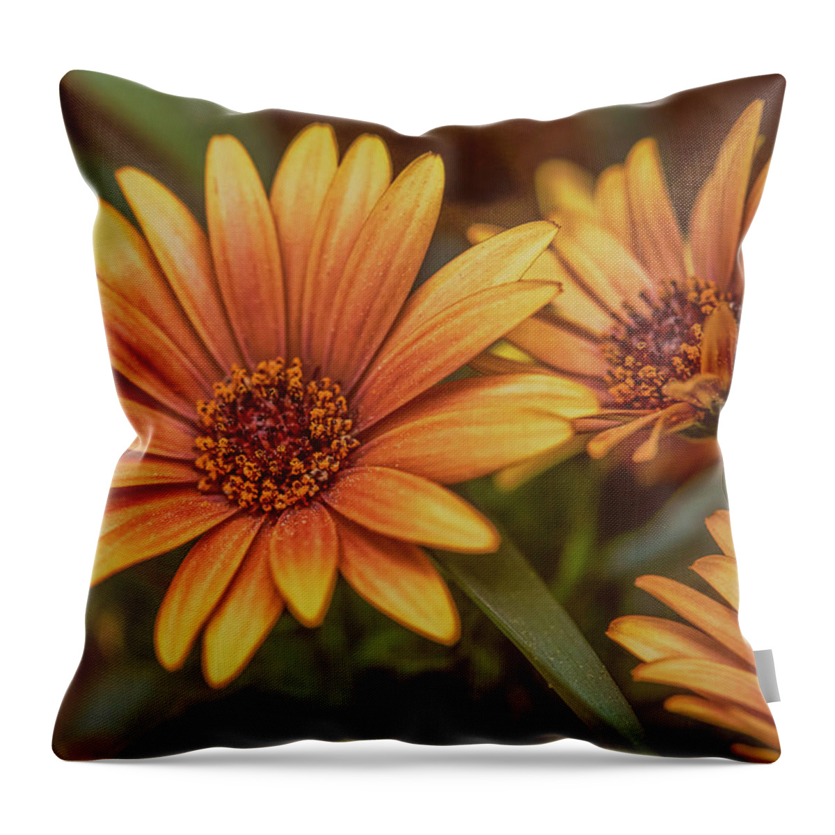 Aster Throw Pillow featuring the photograph Yellow petals #g3 by Leif Sohlman