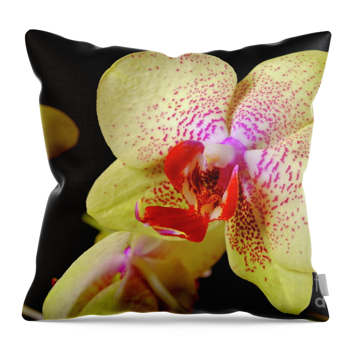 Nature Throw Pillow featuring the photograph Yellow Phalaenopsis Orchid by Dariusz Gudowicz